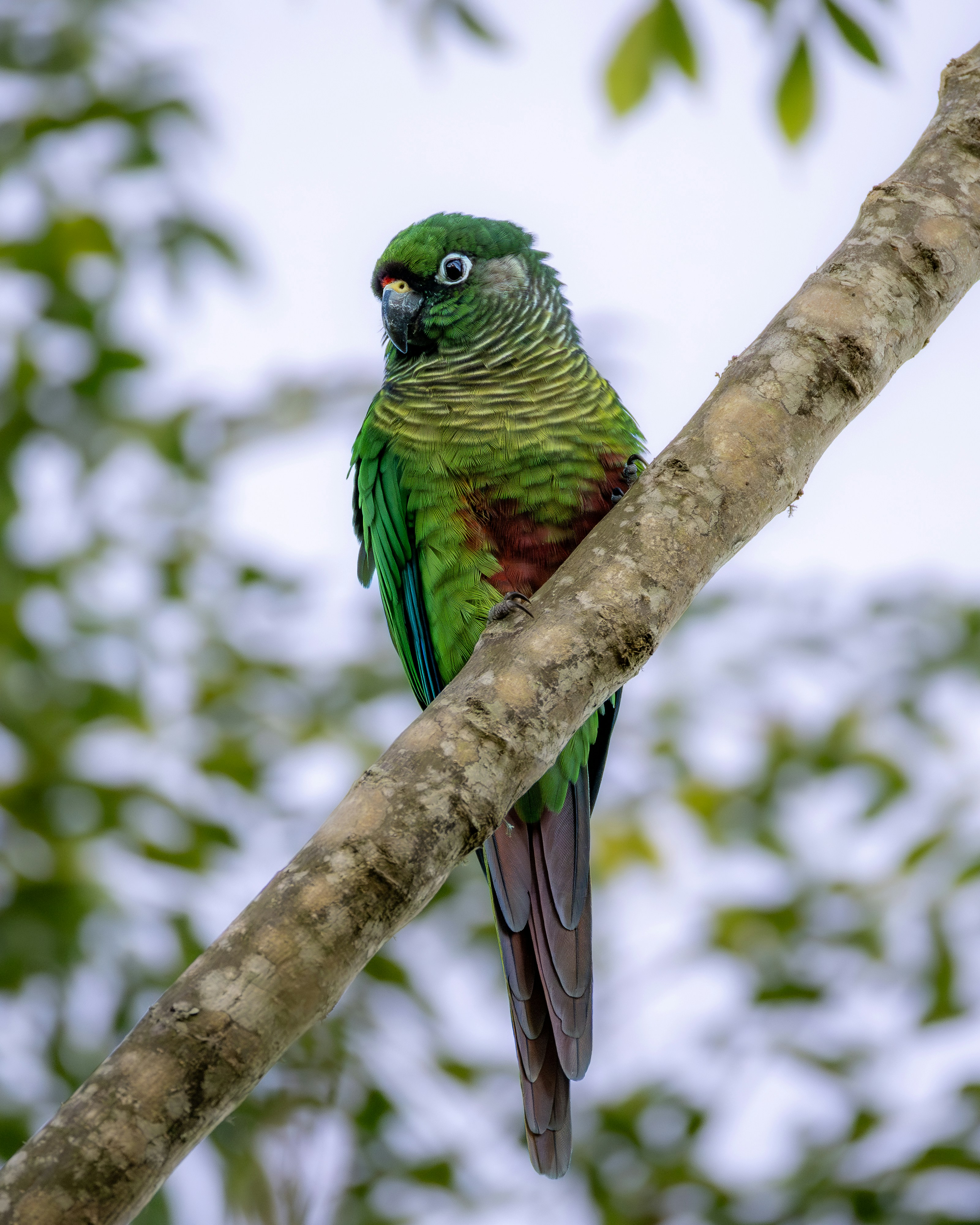 A green parrot with red markings sits on a branch.