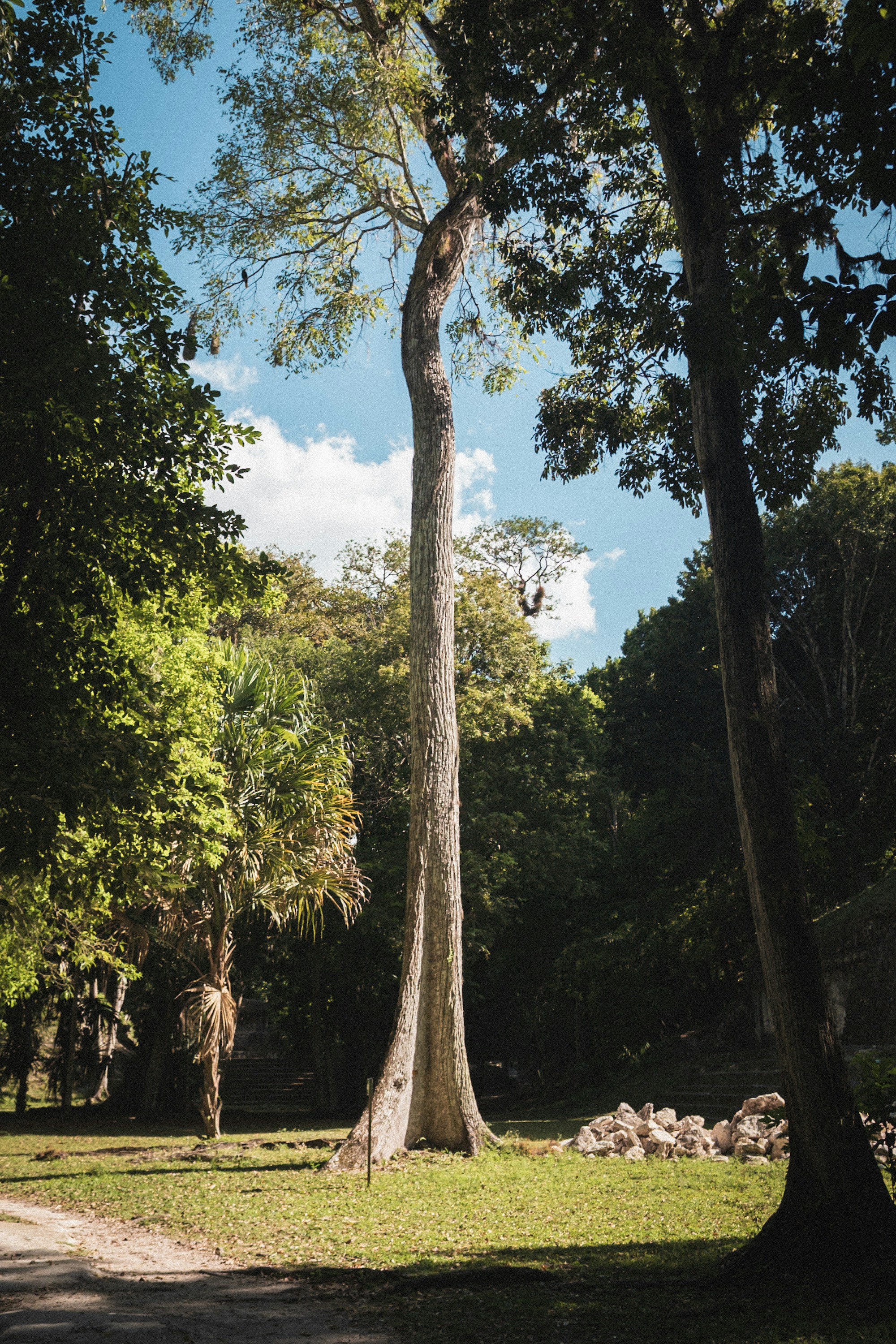 Un grand arbre dans une forêt verdoyante au ciel bleu.