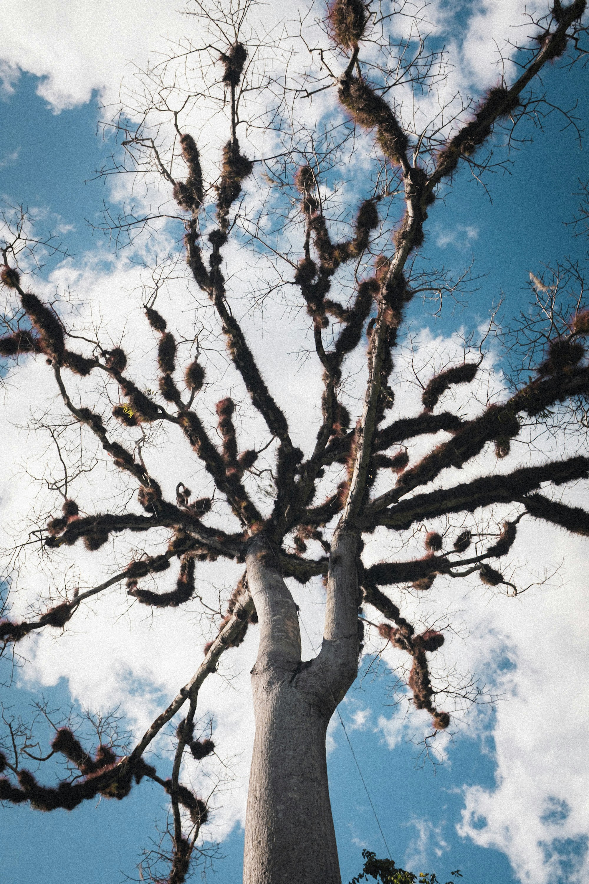 Des branches nues d’arbres avec de la mousse sur un ciel bleu nuageux