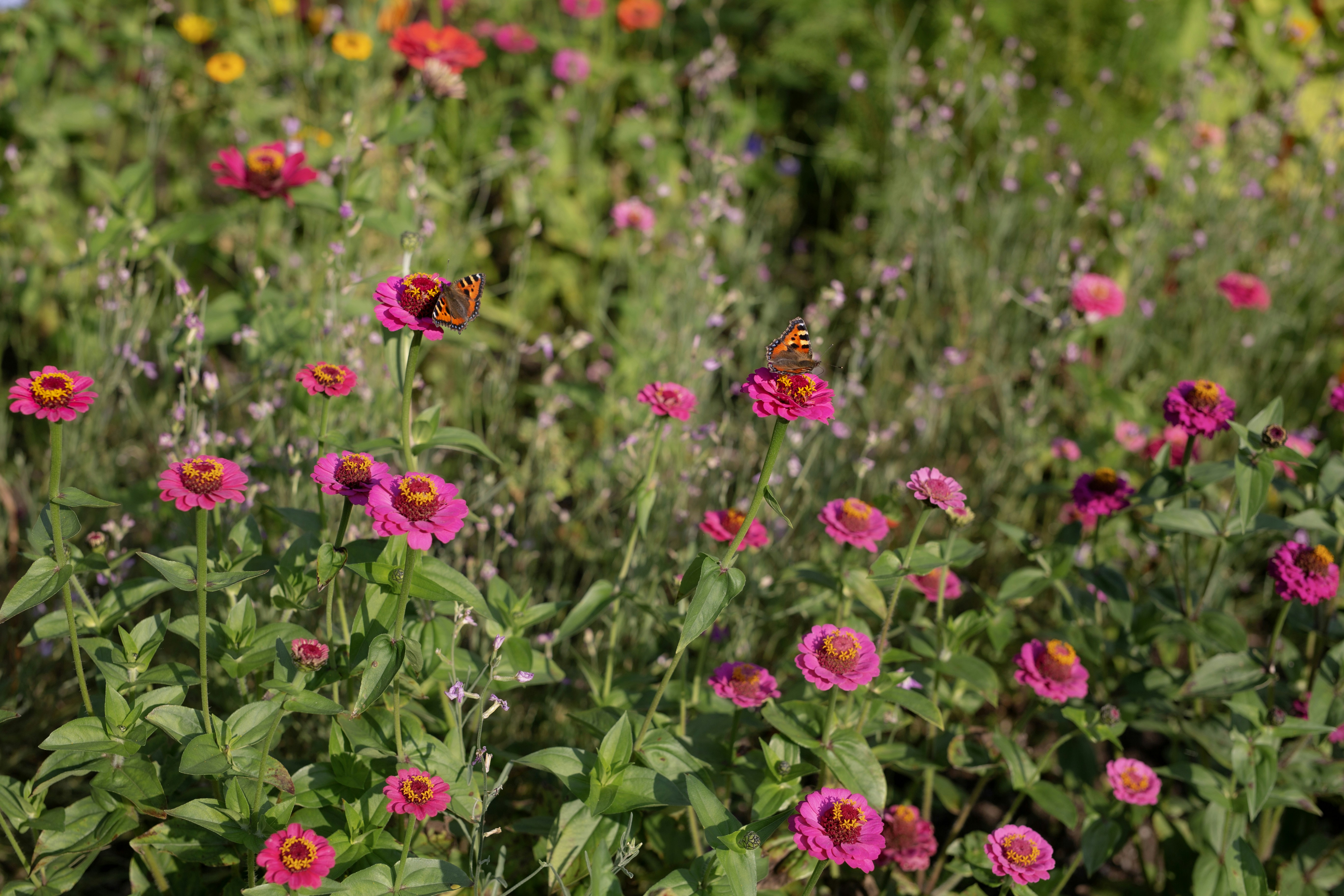 Zinnias roses avec des papillons dans un jardin