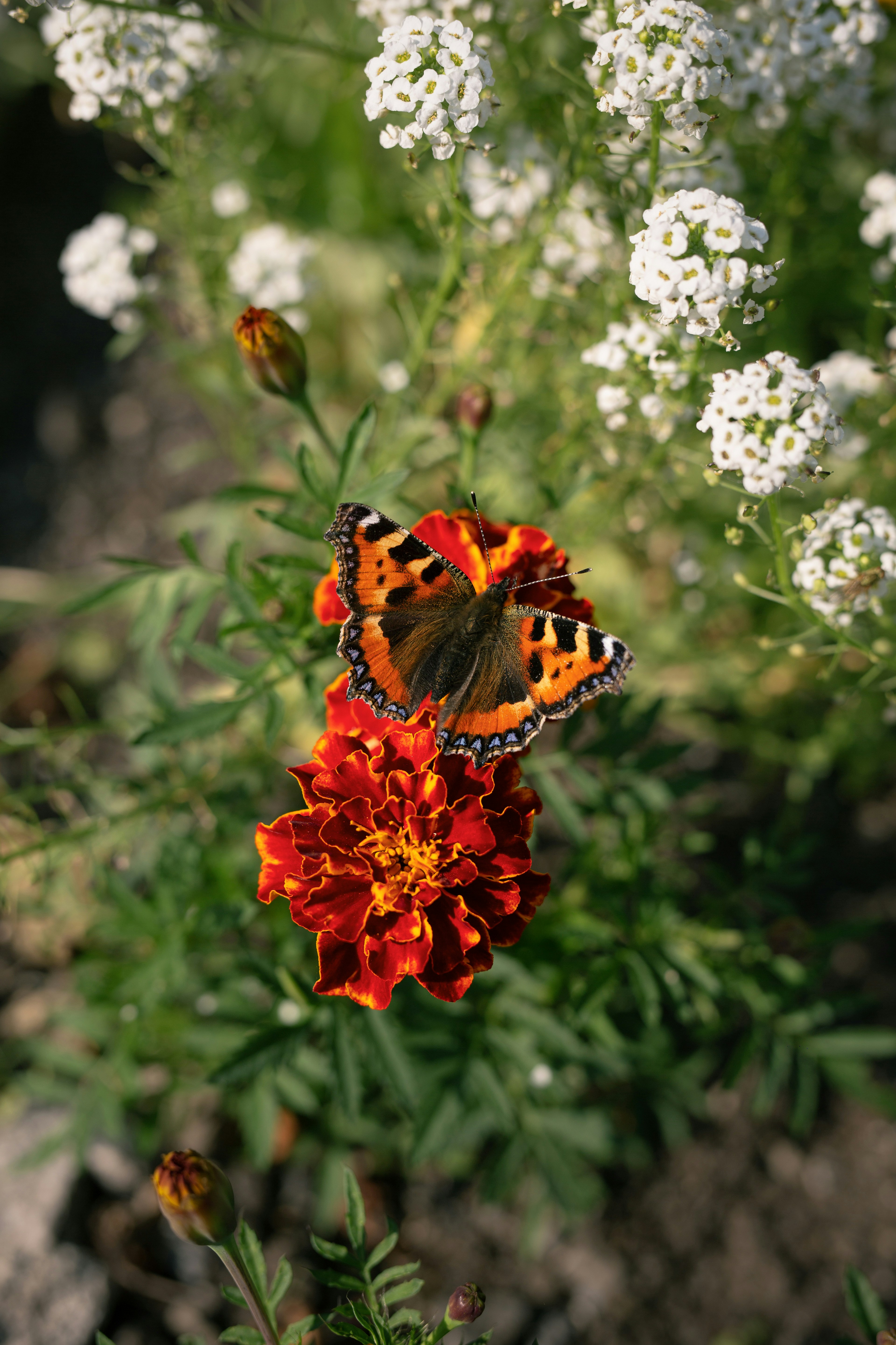 Un papillon repose sur une fleur de souci orange vif.