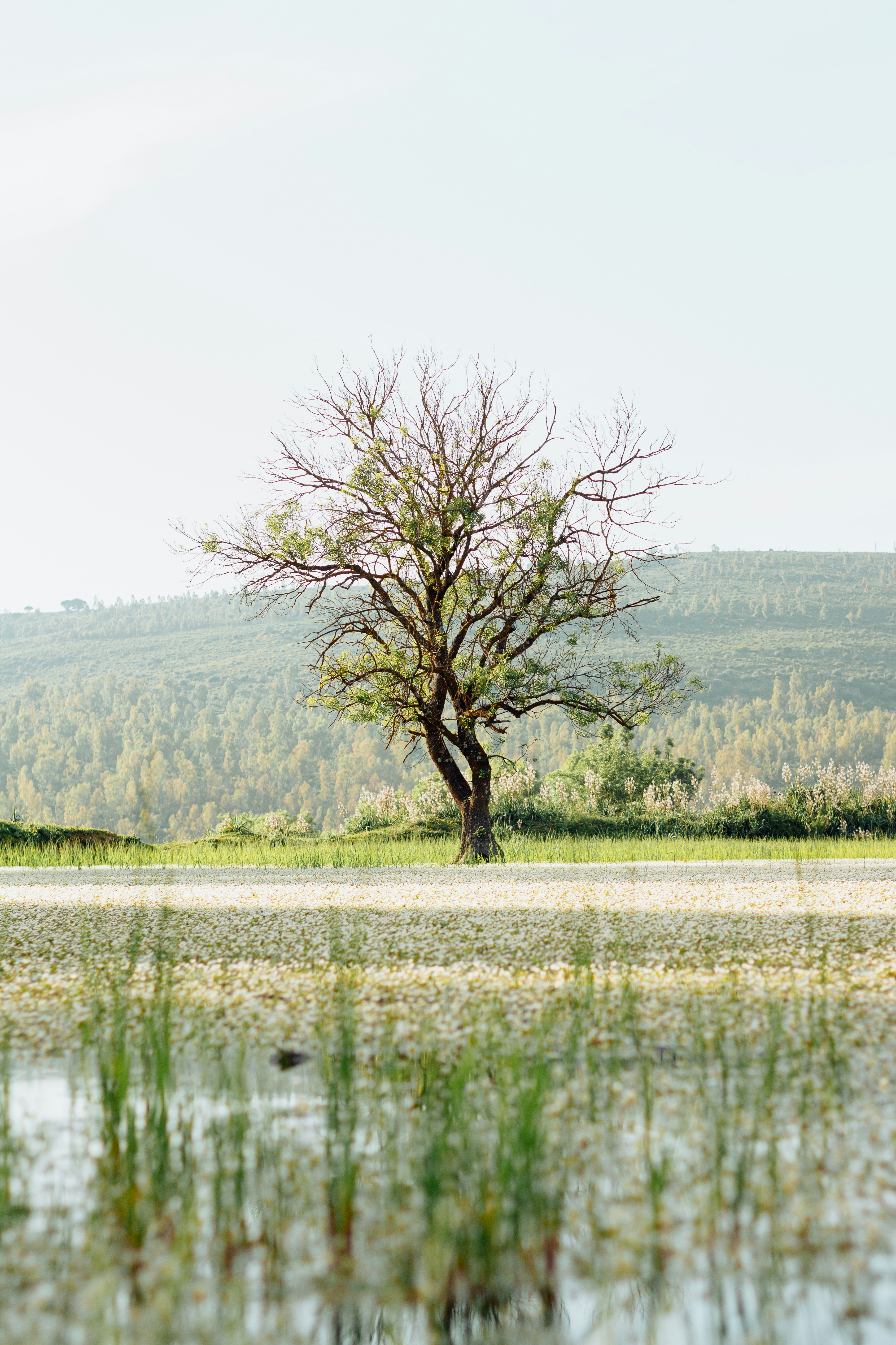 Albero solitario riflesso nell'acqua calma con colline oltre.