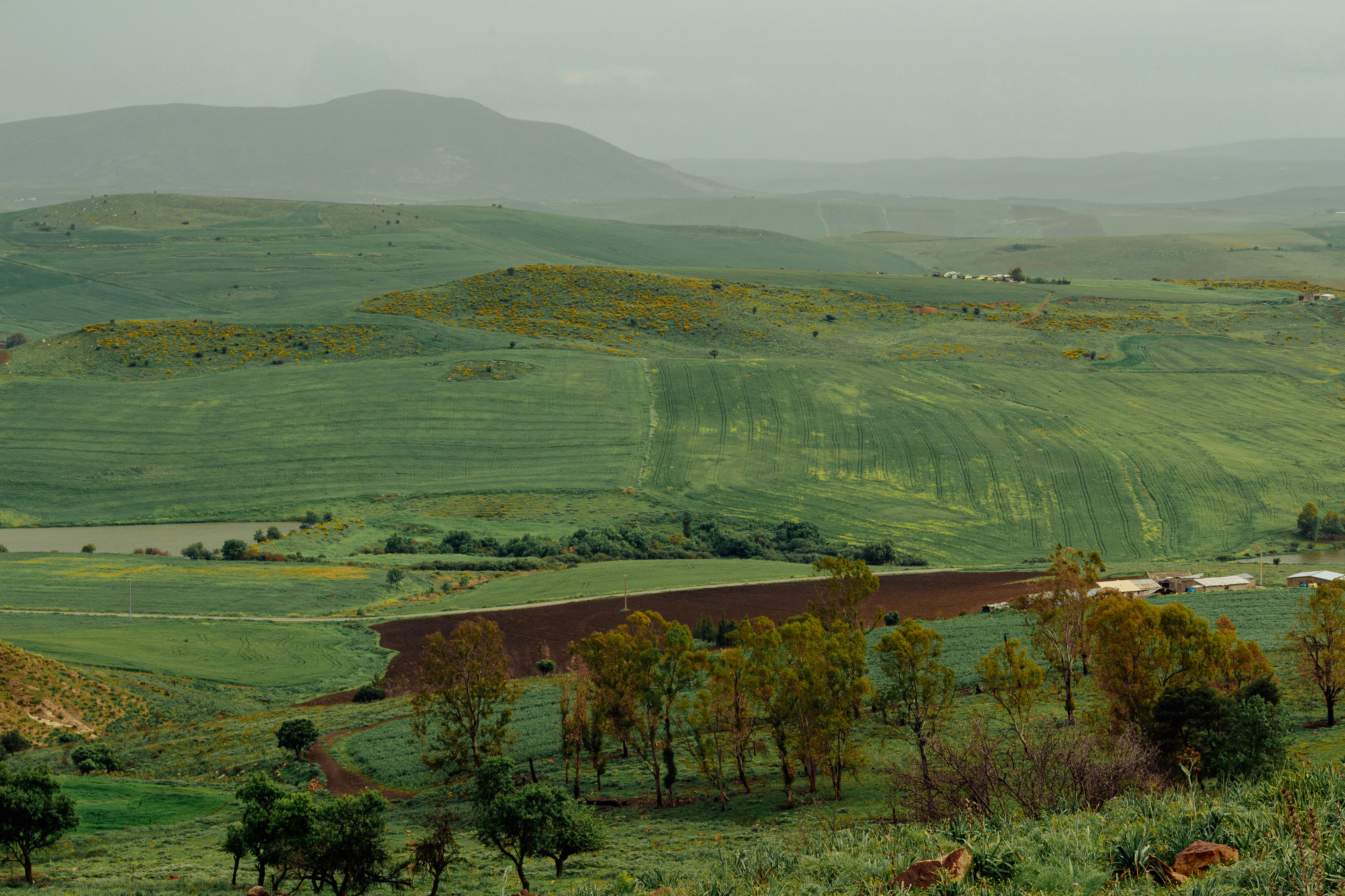 Colline verdi e ondulate con alberi e montagne lontane