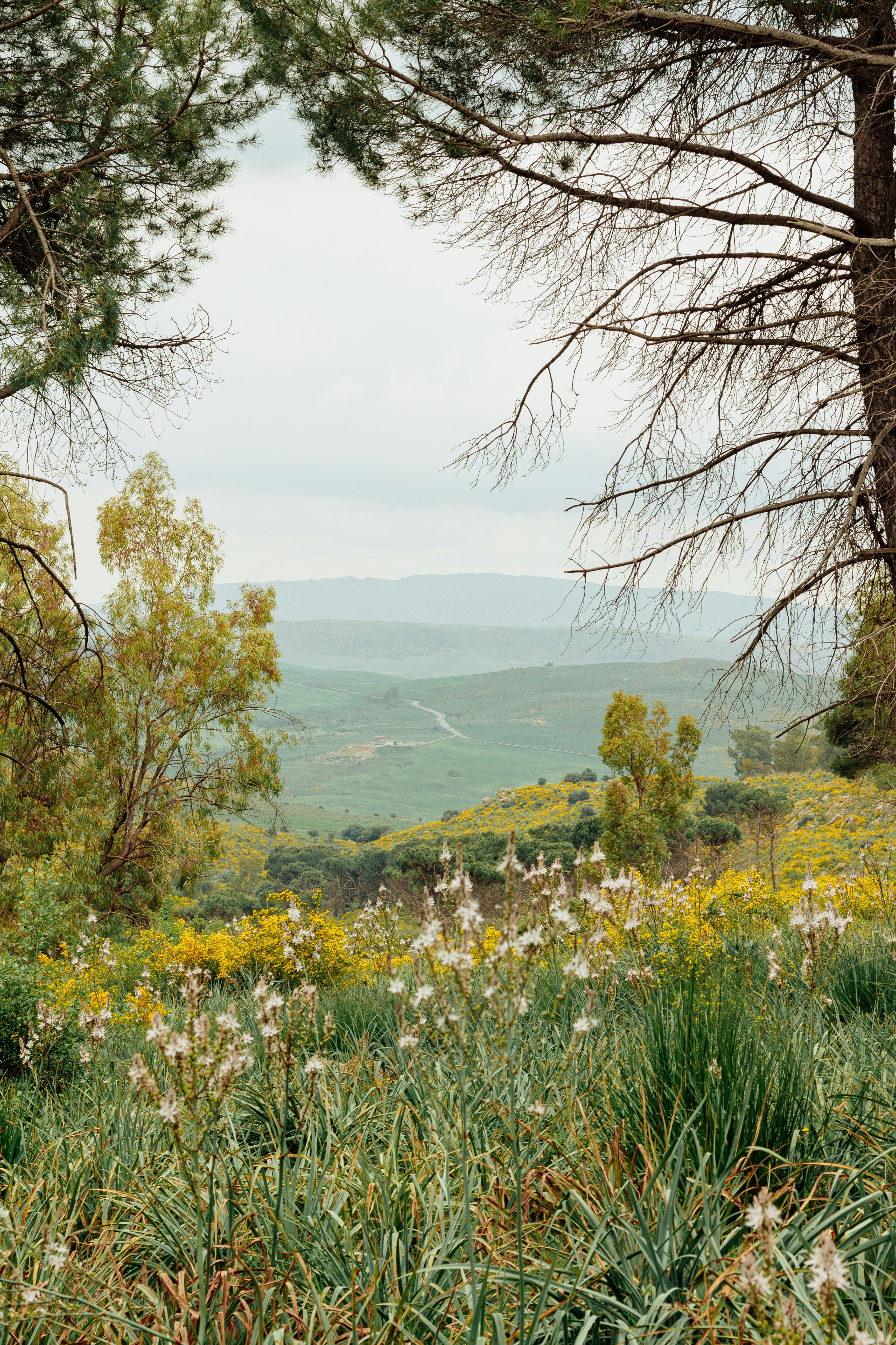 I fiori selvatici fioriscono in un paesaggio verde con colline lontane