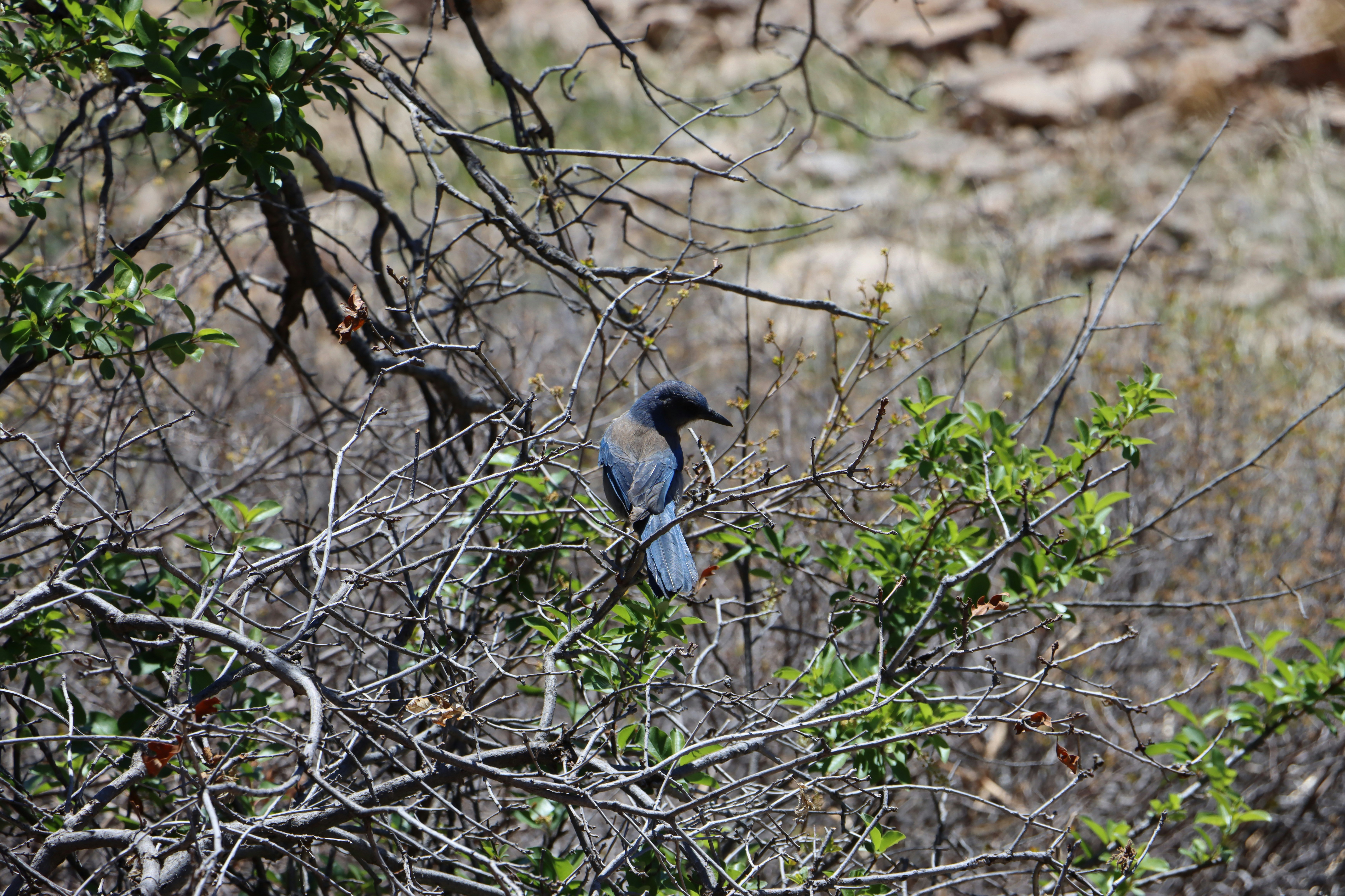 Seekor burung biru duduk di cabang kering.
