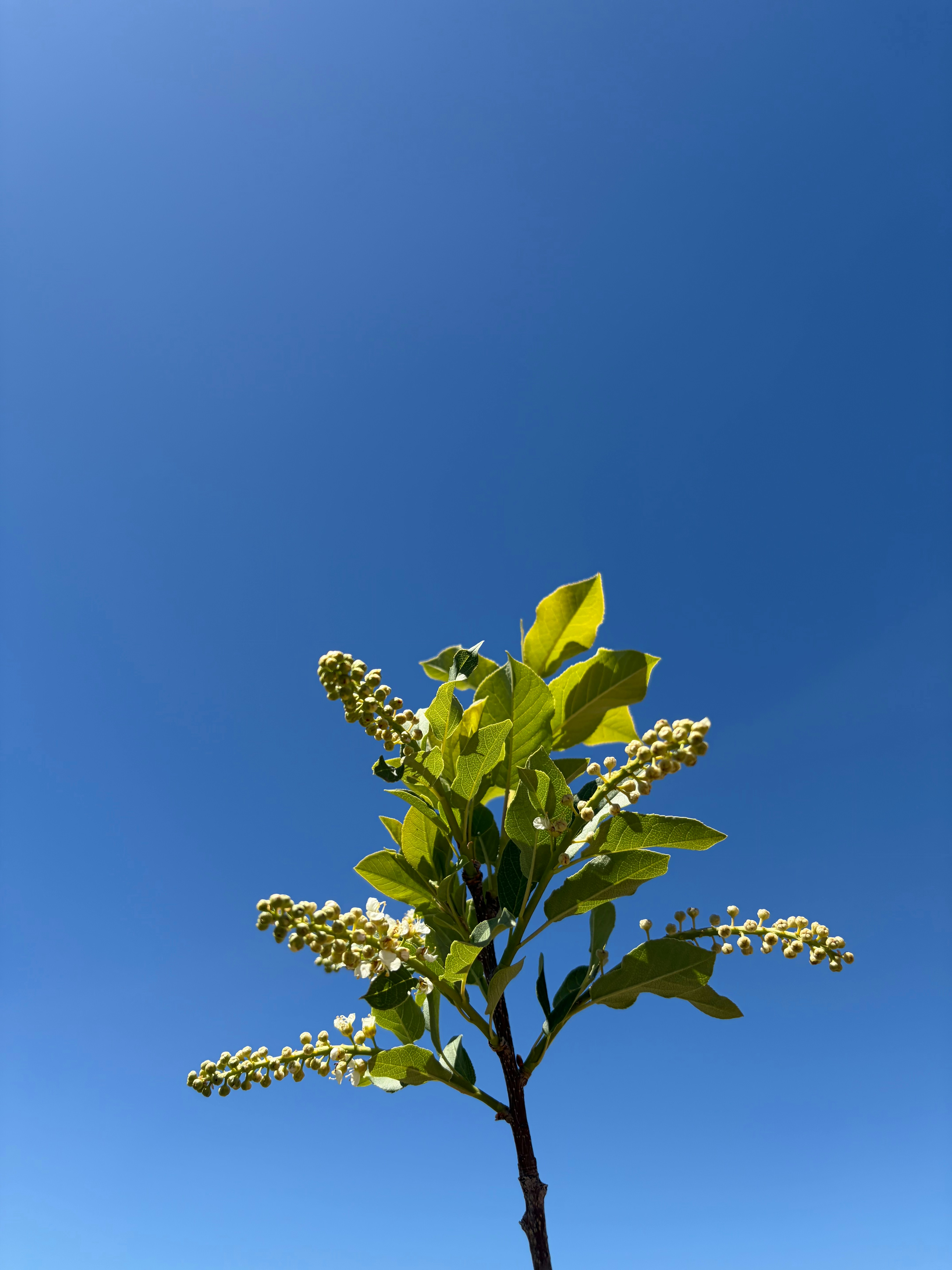 Sebuah pohon kecil dengan bunga putih di langit biru