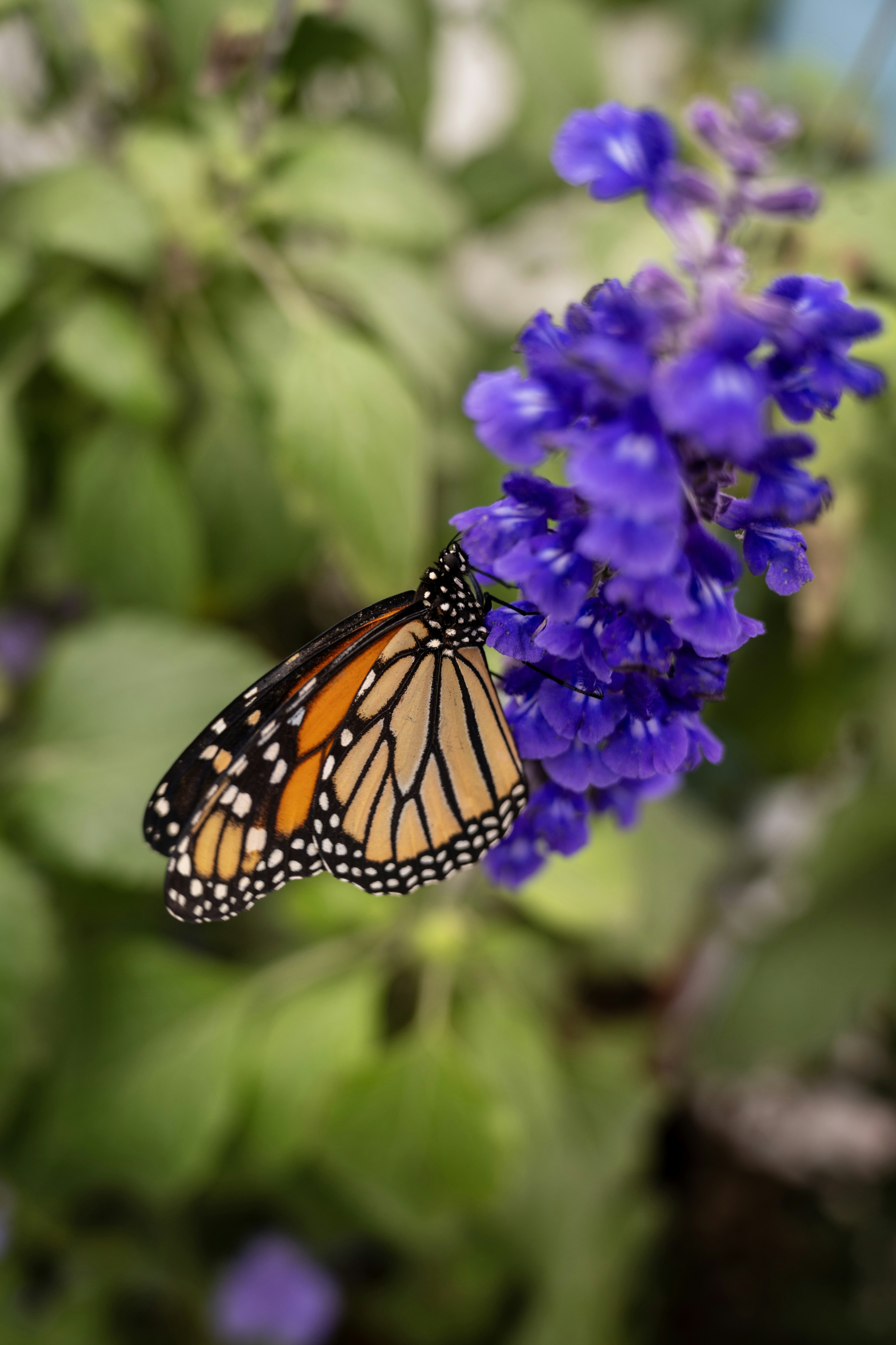Monarch butterfly rests on a vibrant purple flower.