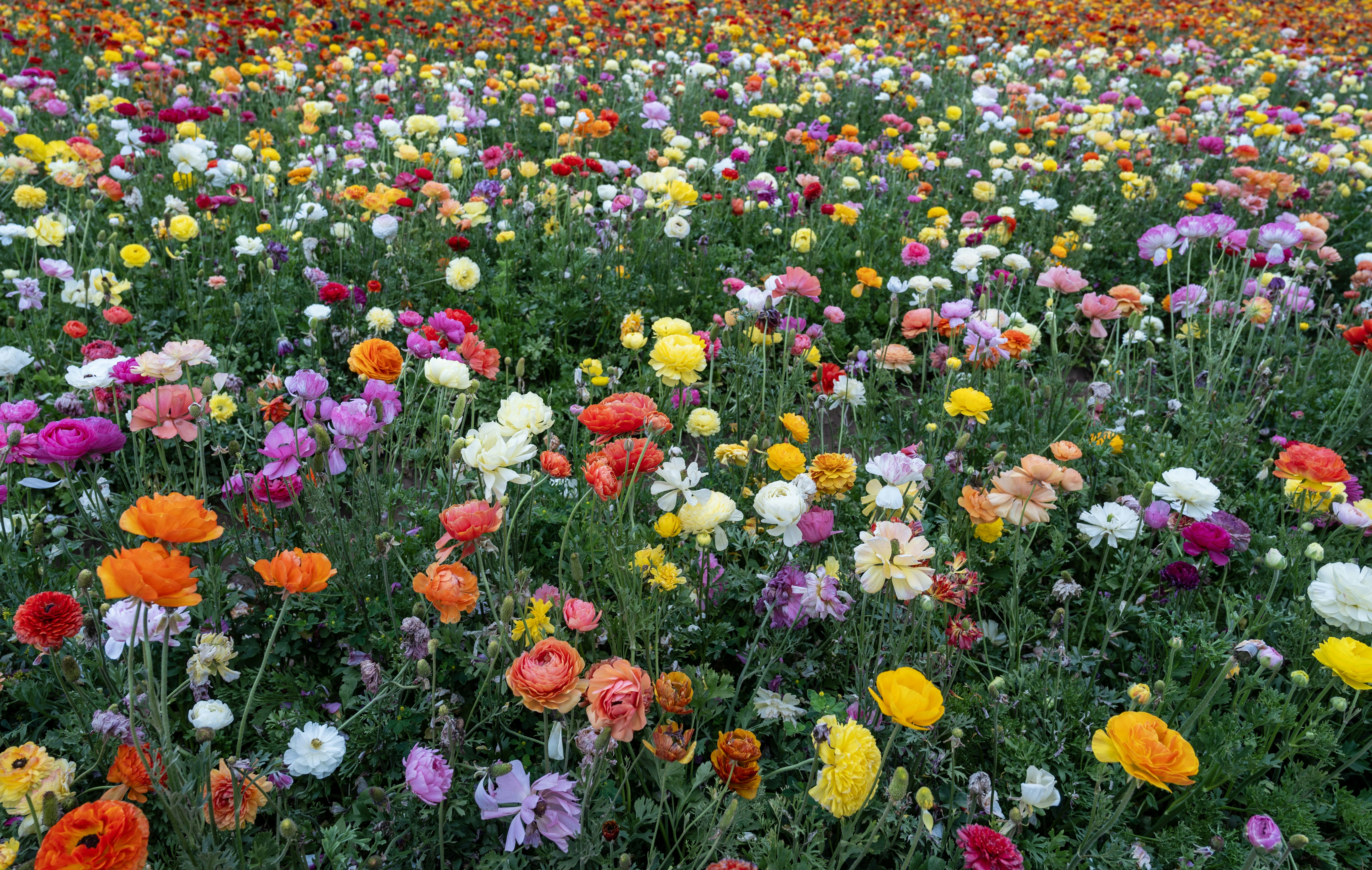 A field of colorful ranunculus flowers in bloom.