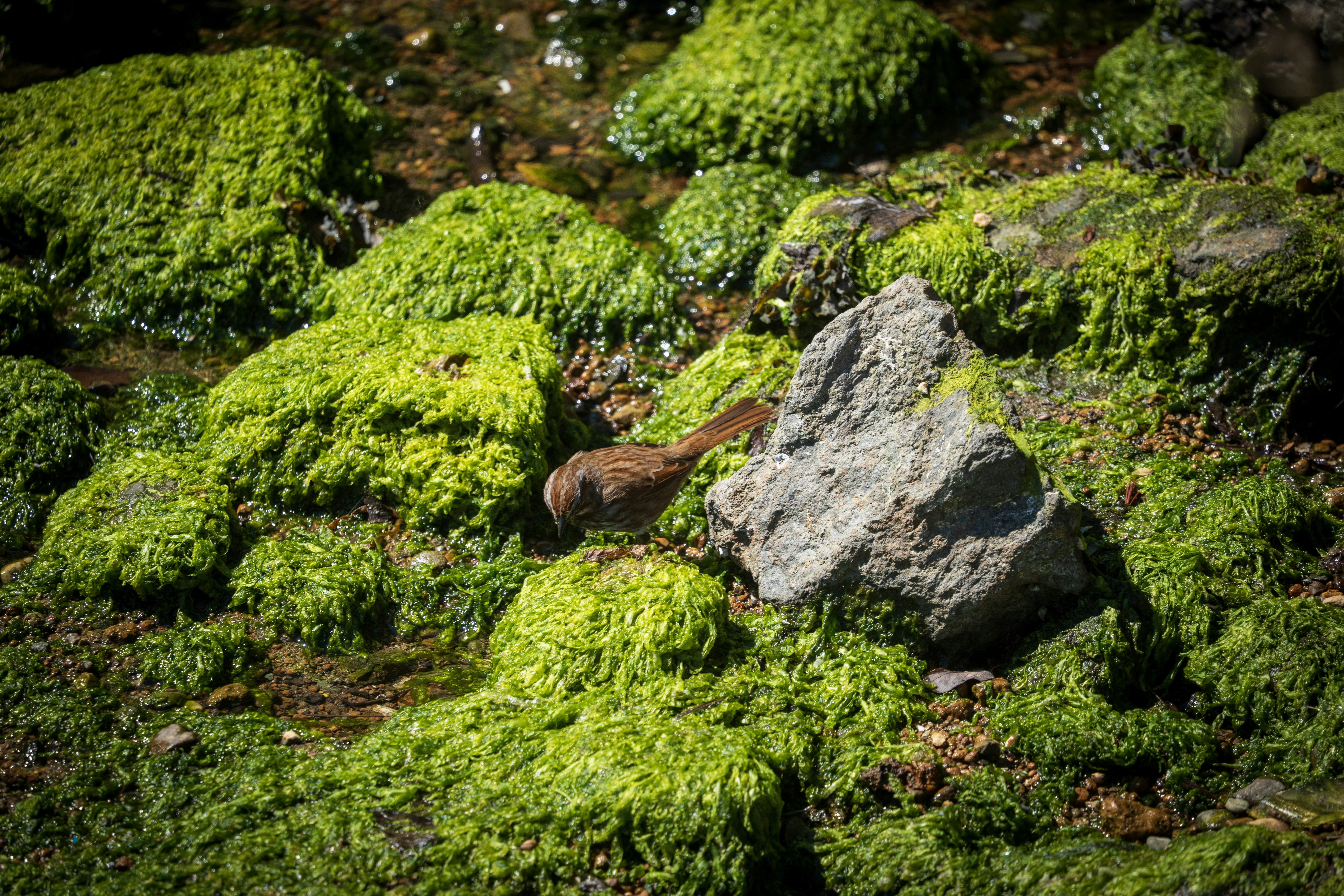 A small bird pecks at the ground near mossy rocks.