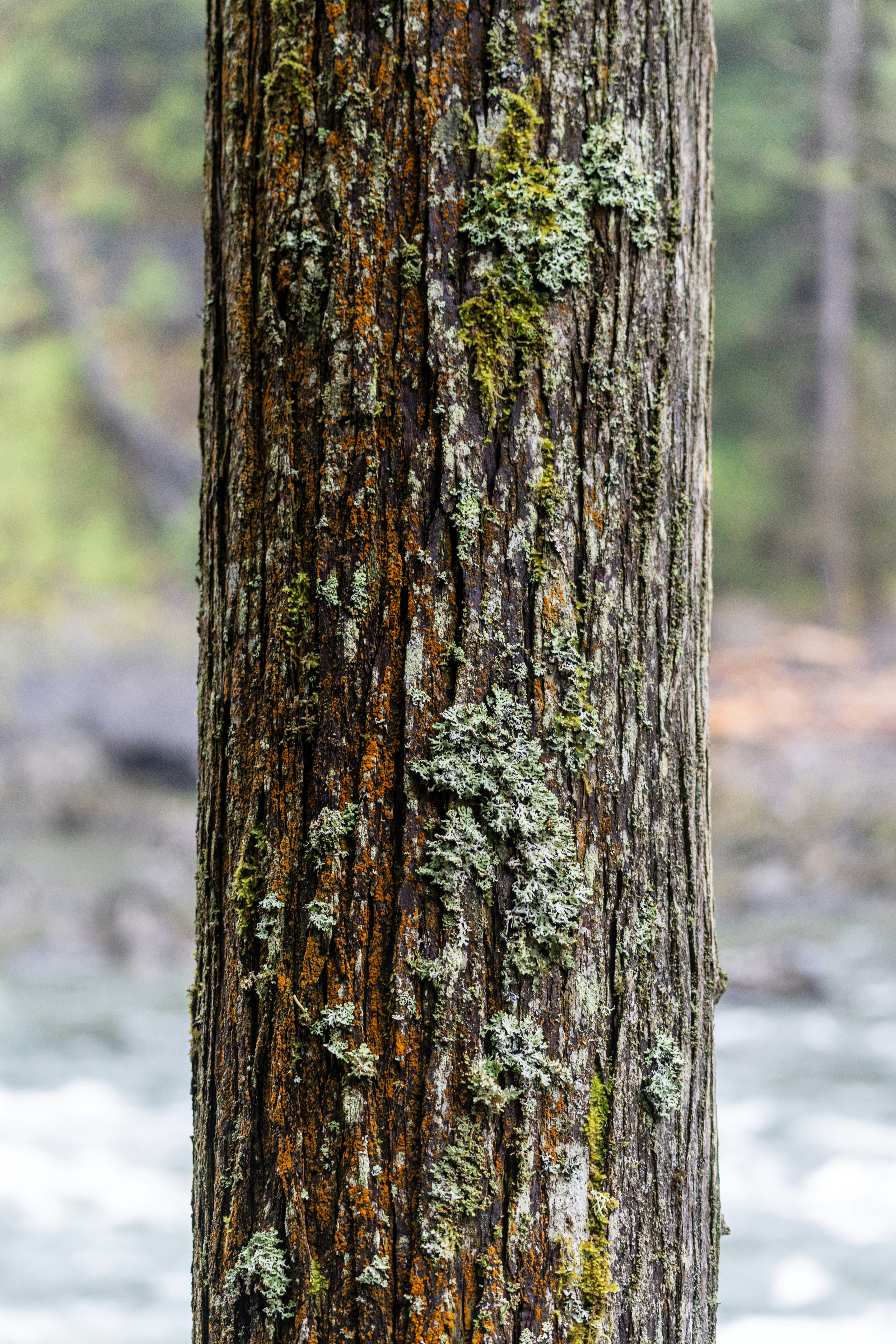 Close-up of a tree trunk with moss and lichen.