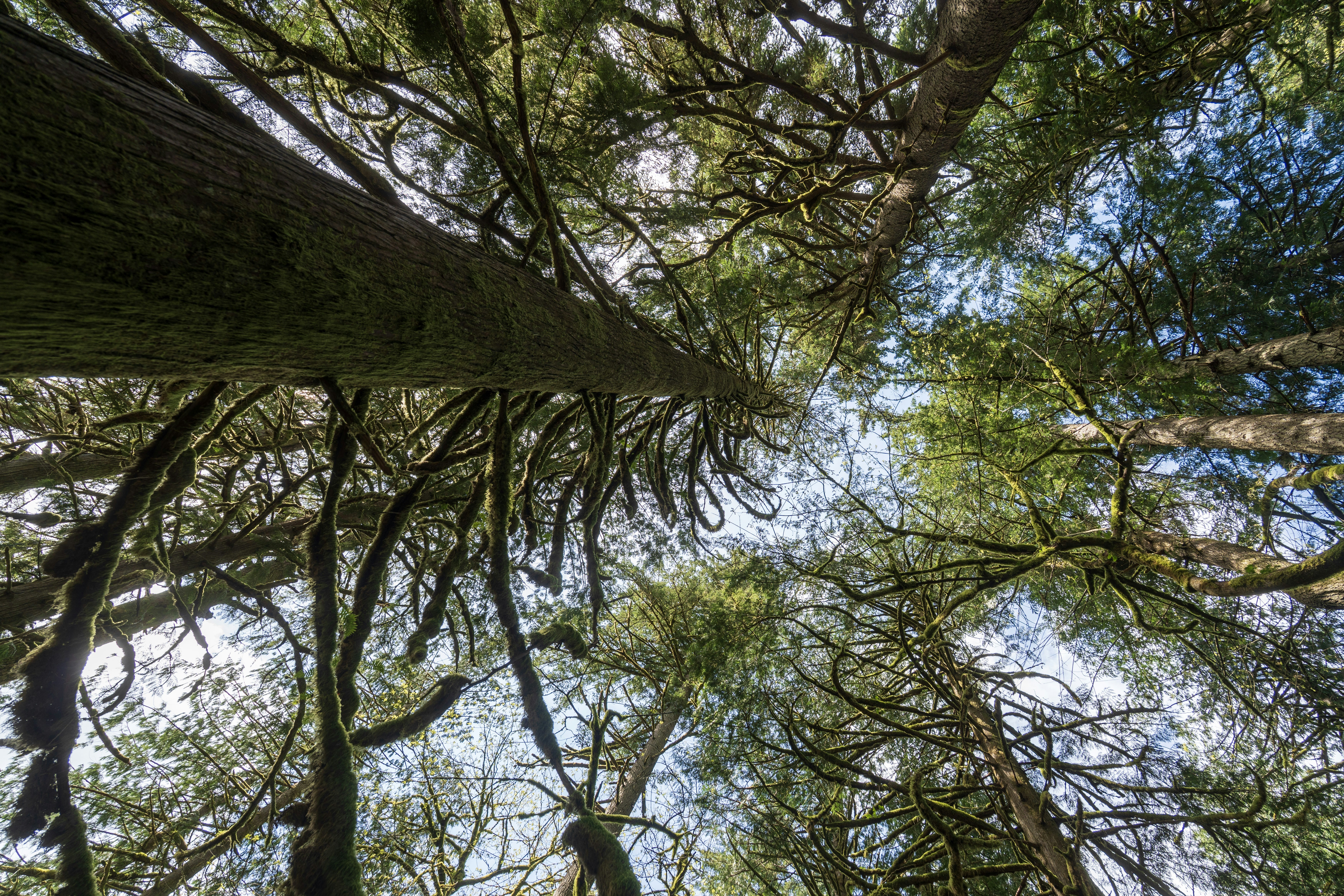 Looking up through mossy trees towards the sky