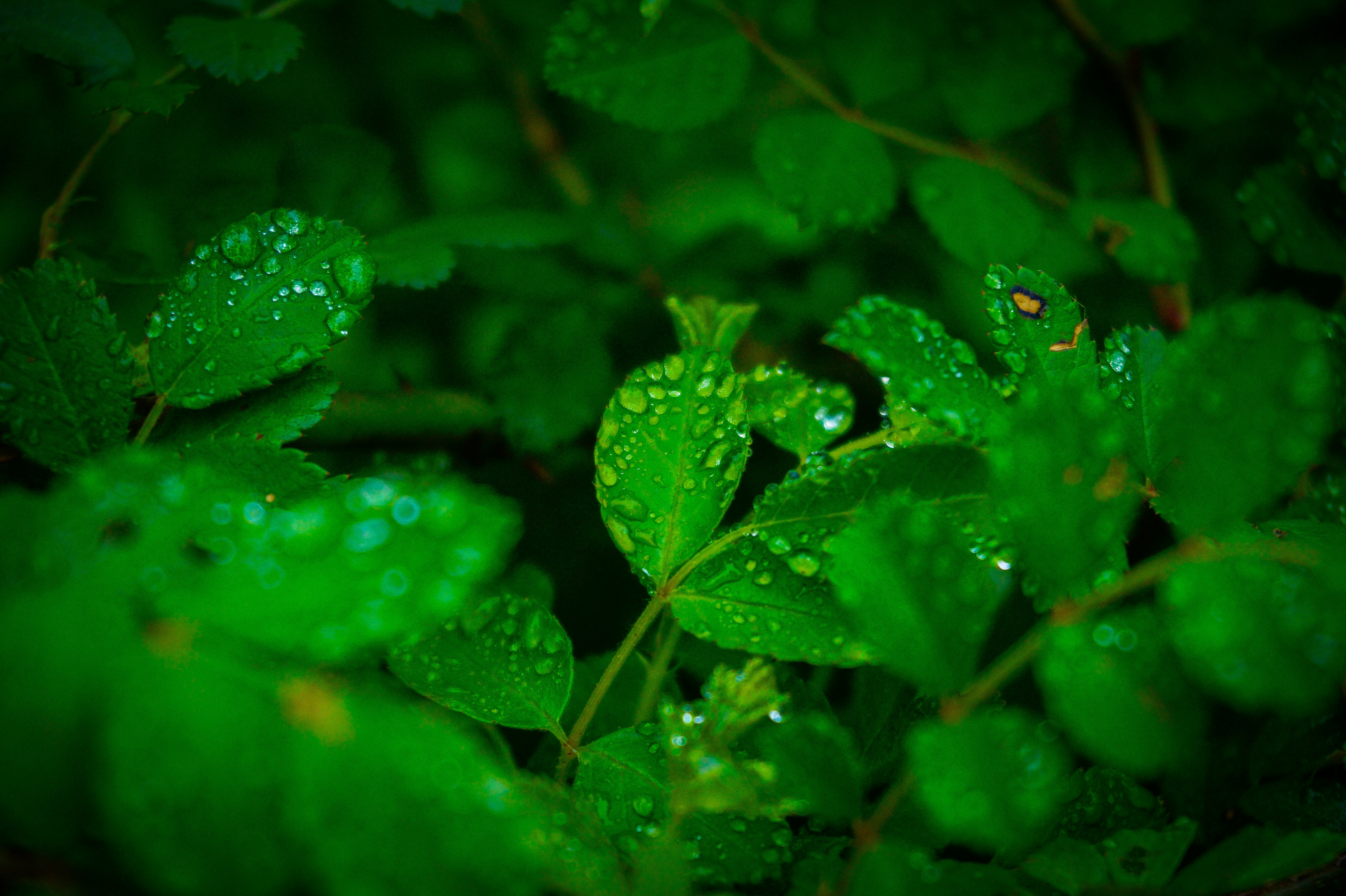 Photo by steinman_photography