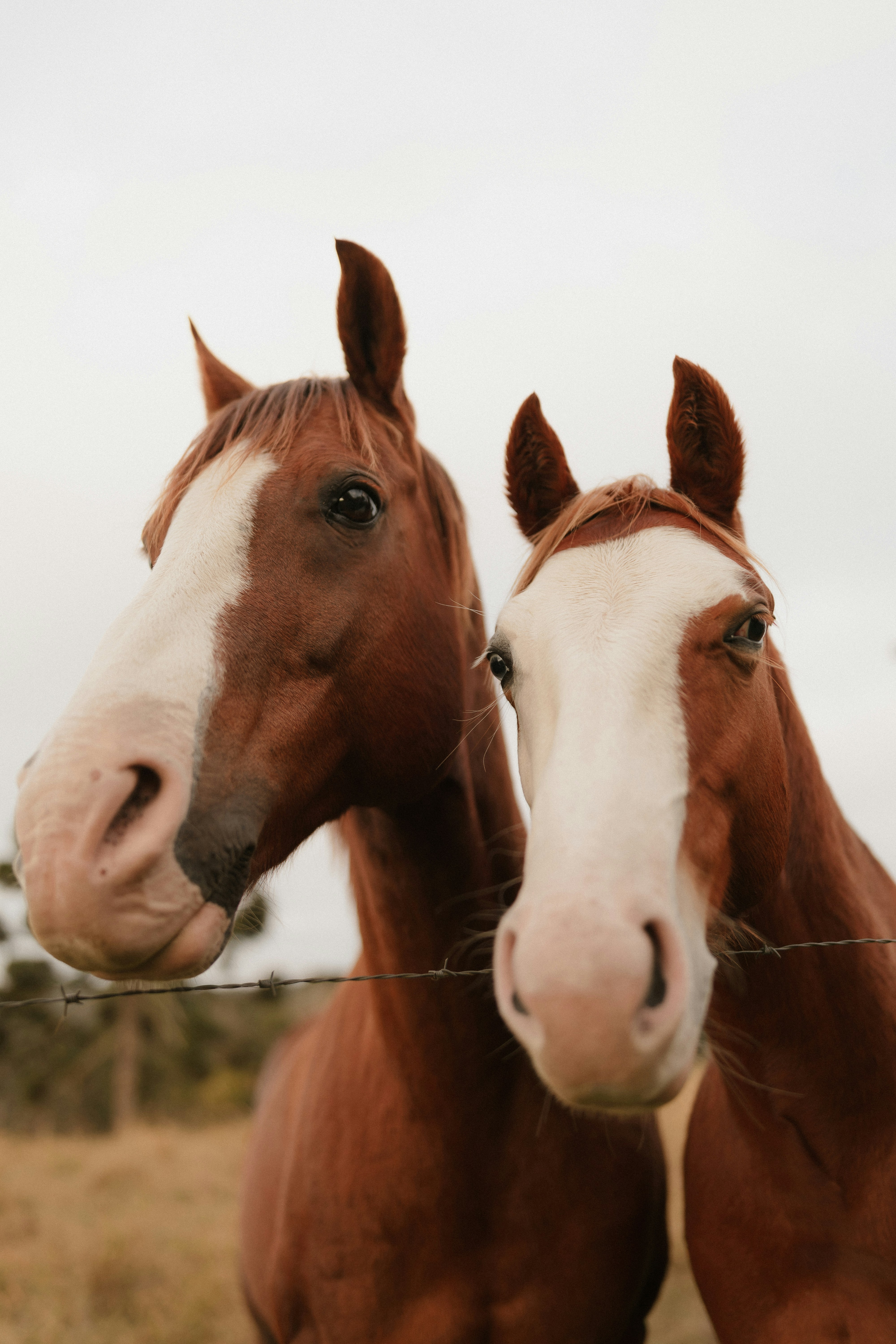 Two brown horses with white faces stand close.