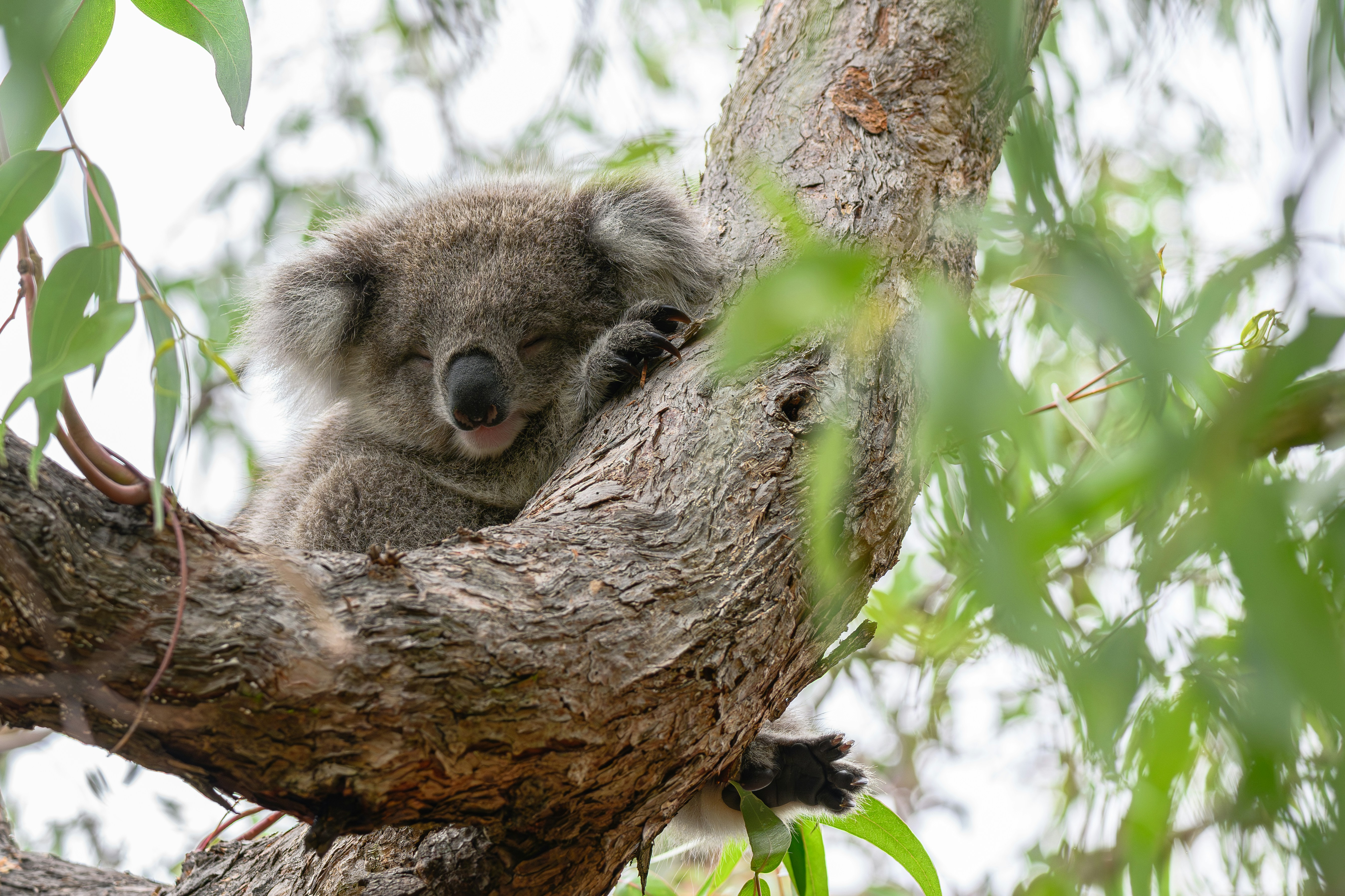 Ein Koala schläft friedlich in einem Eukalyptusbaum.
