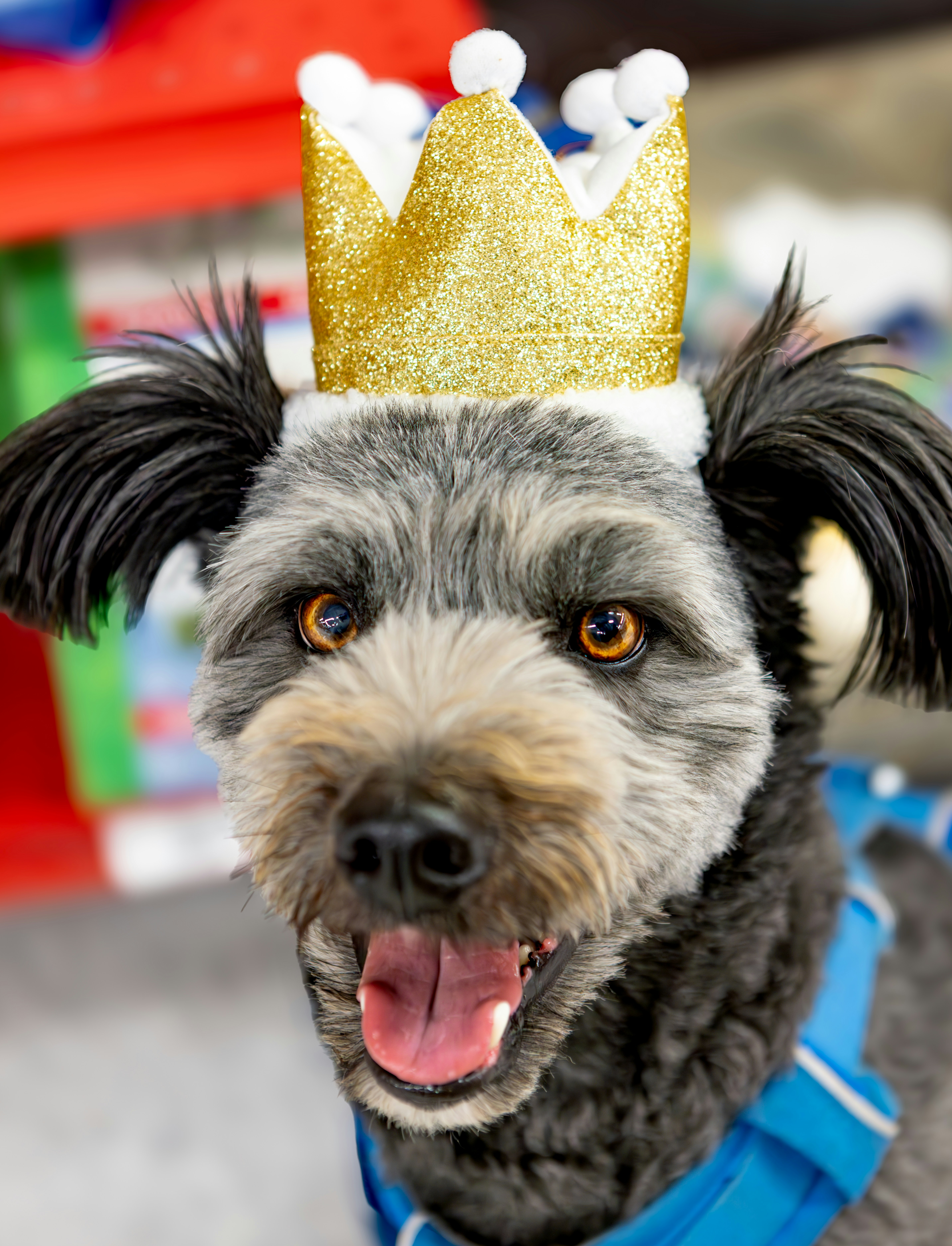 A dog wearing a golden crown and blue collar