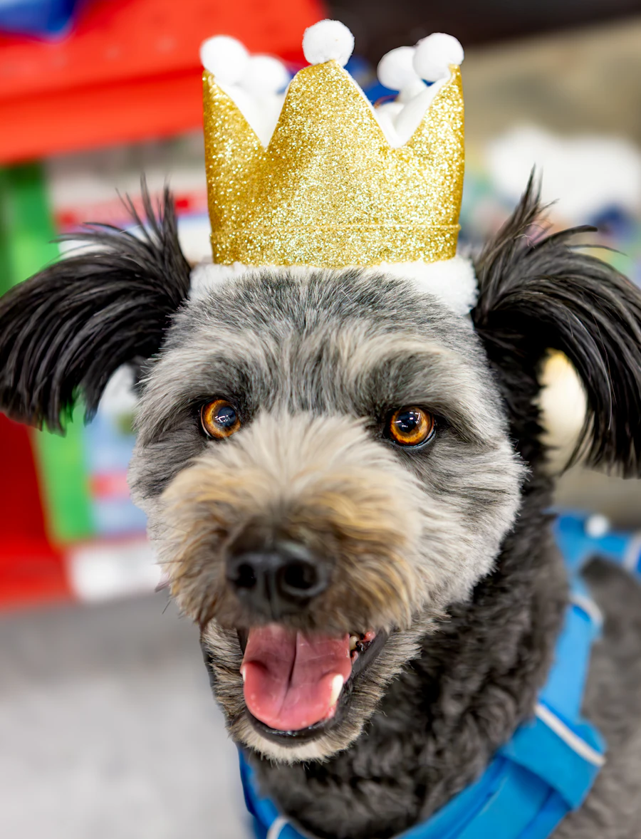 Dog wearing a golden crown