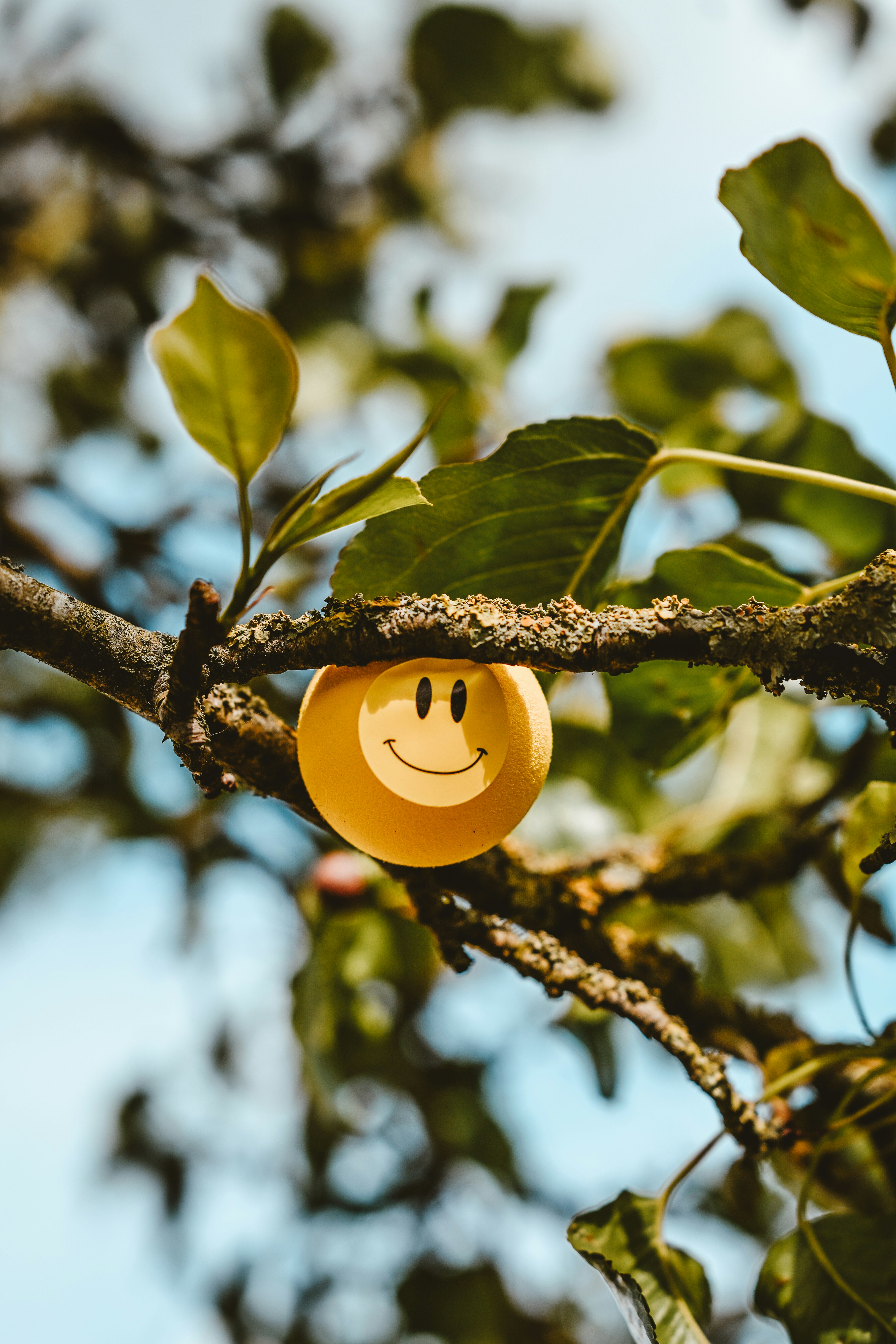 A yellow smiley face object hangs on a tree branch.
