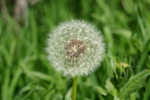 A close-up of a dandelion seed head in green grass