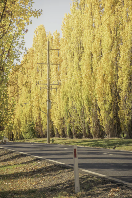 Tall yellow autum poplars trees line a paved road in Meadow Flat