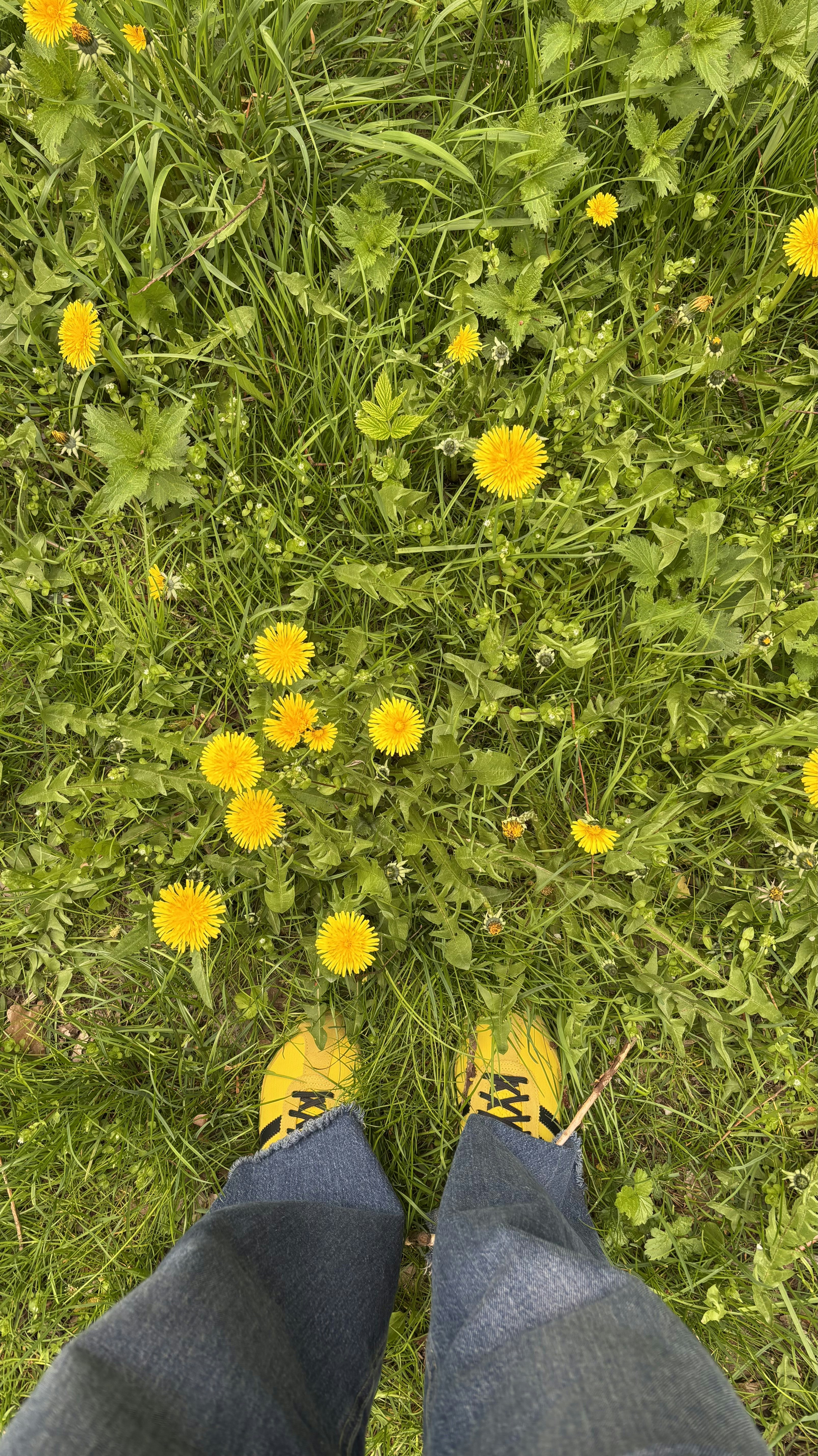 I soffioni gialli fioriscono nell'erba verde con le gambe delle persone.