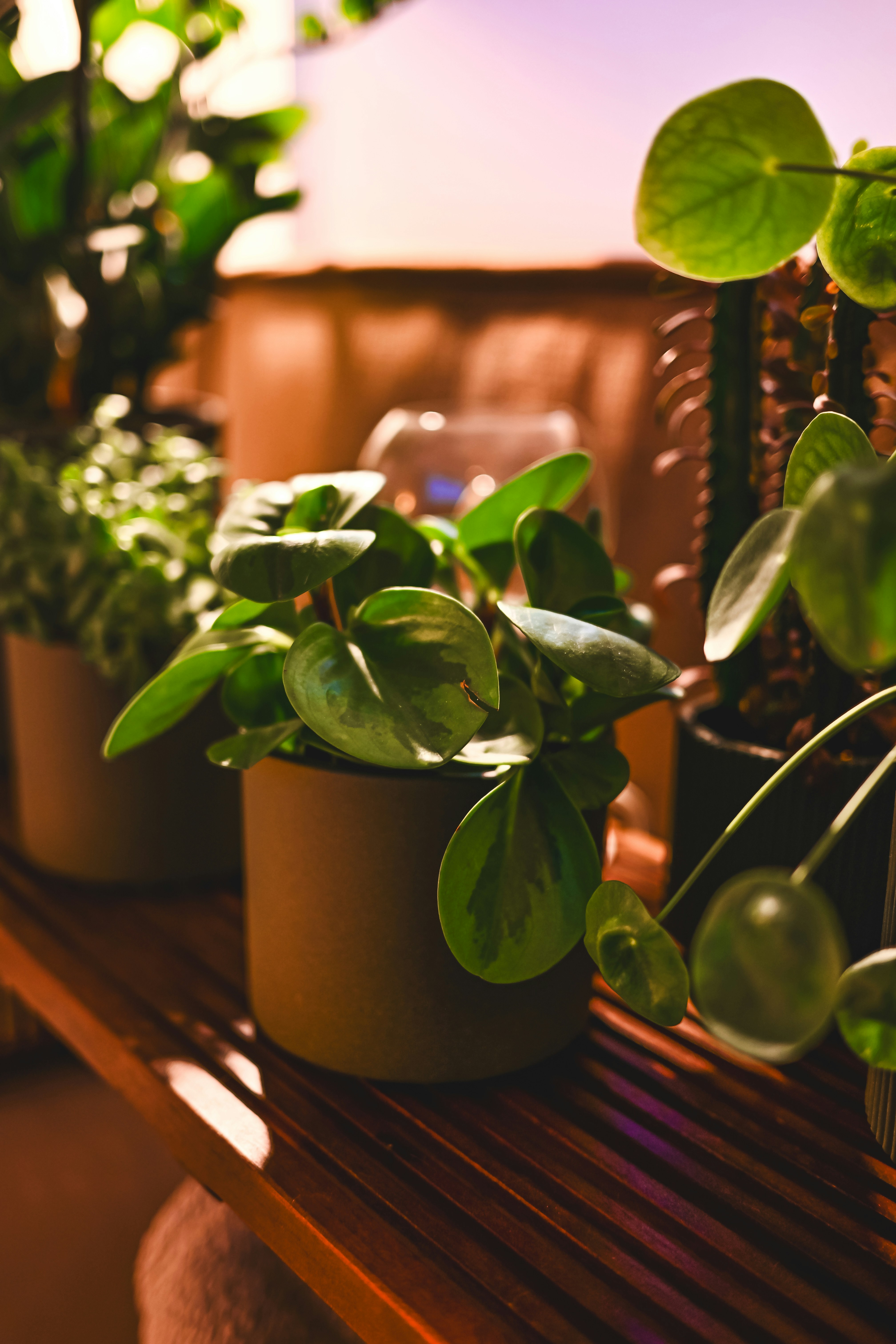 Several potted houseplants on a wooden shelf.