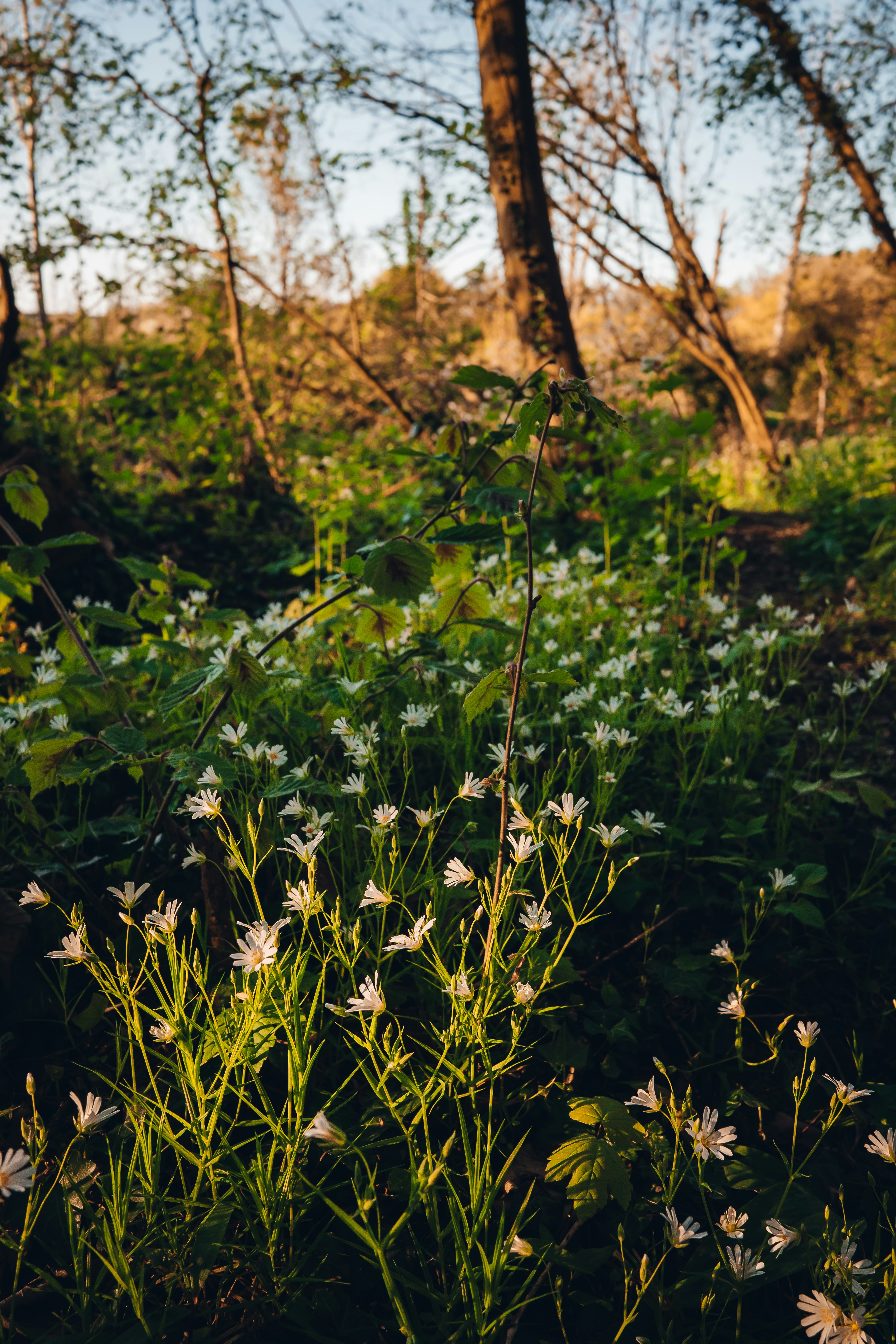 Small white flowers bloom in a sunlit forest clearing.