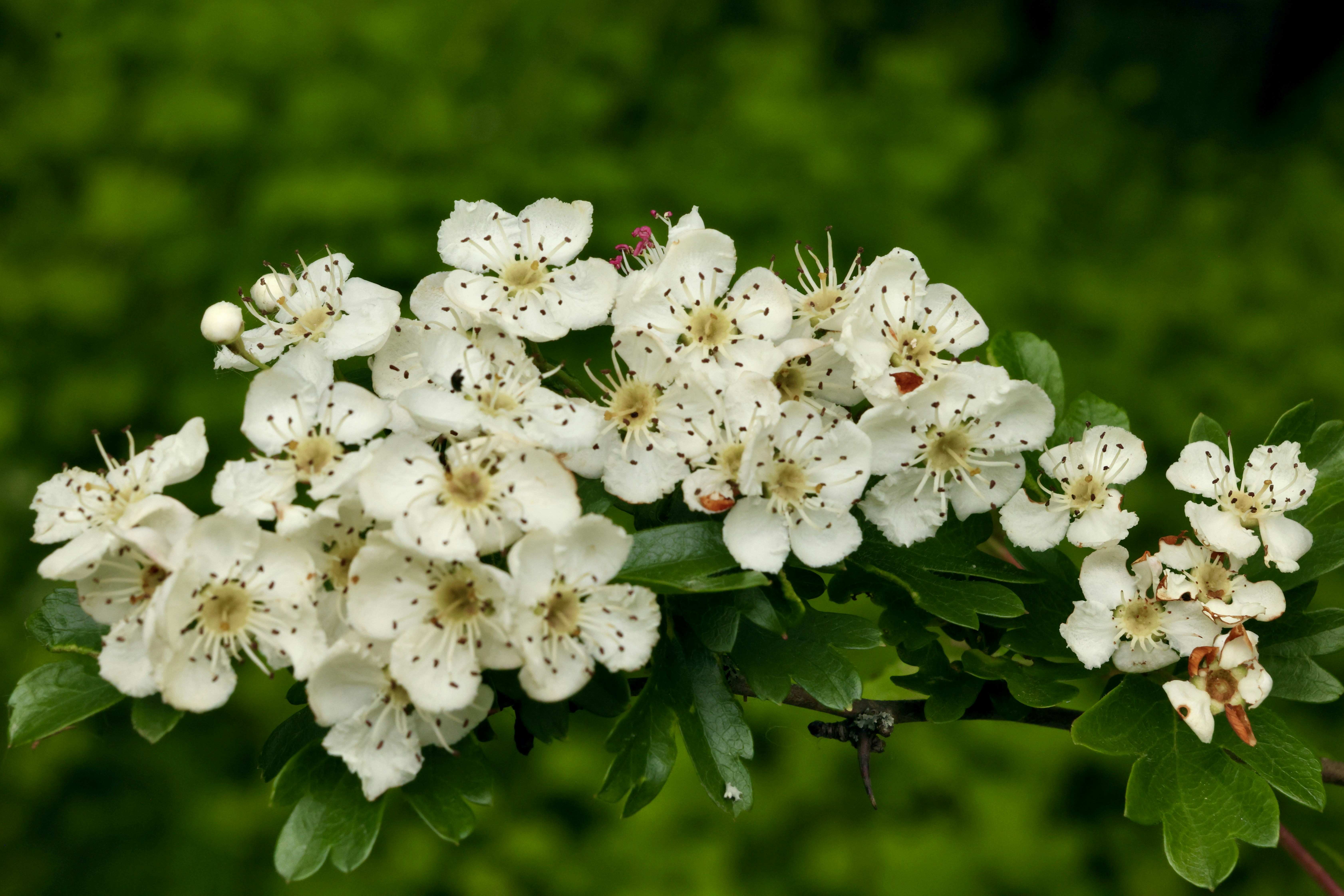 Ein Büschel kleiner weißer Blüten mit grünen Blättern