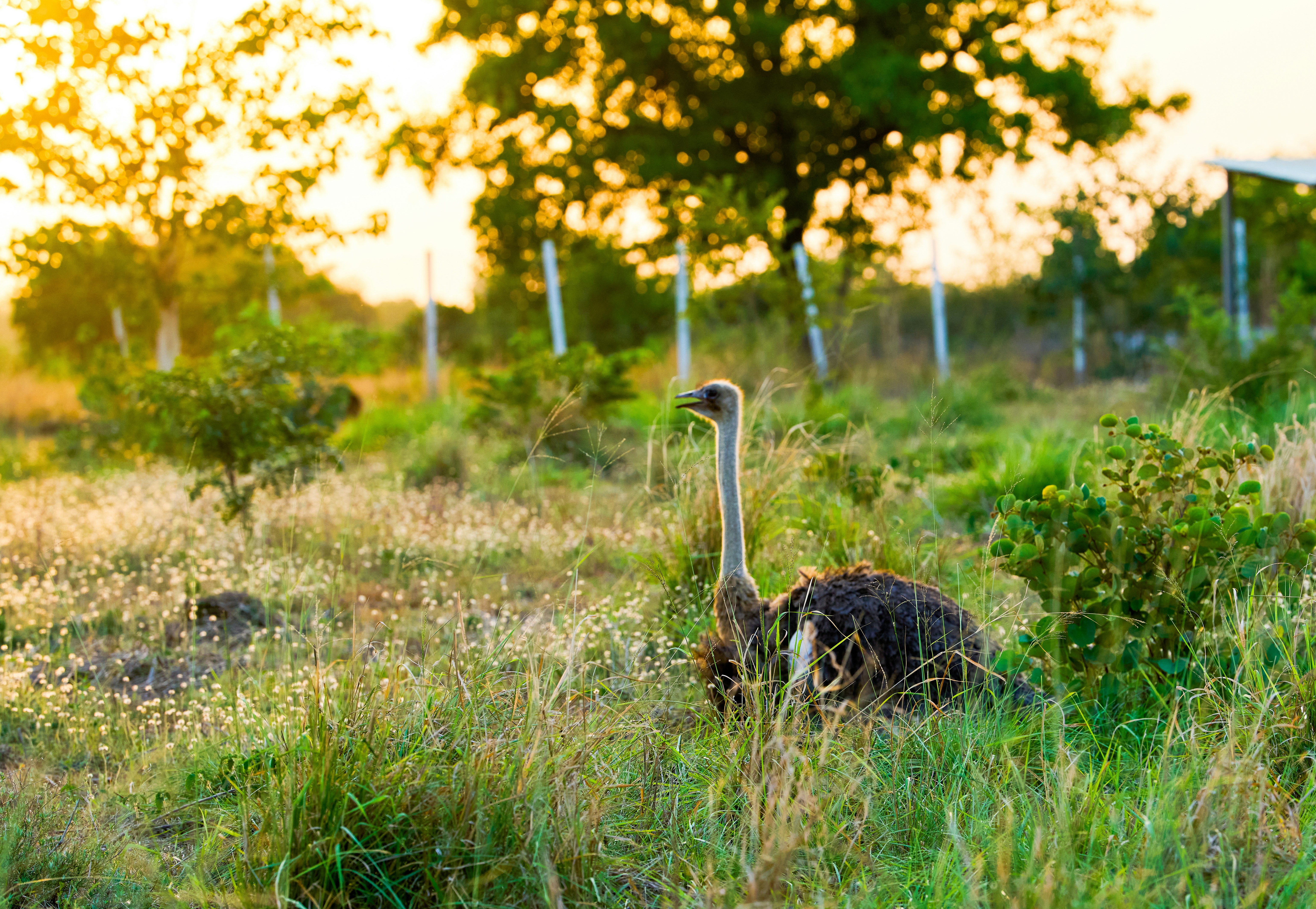 Ein Strauß steht bei Sonnenuntergang auf einem grasbewachsenen Feld.