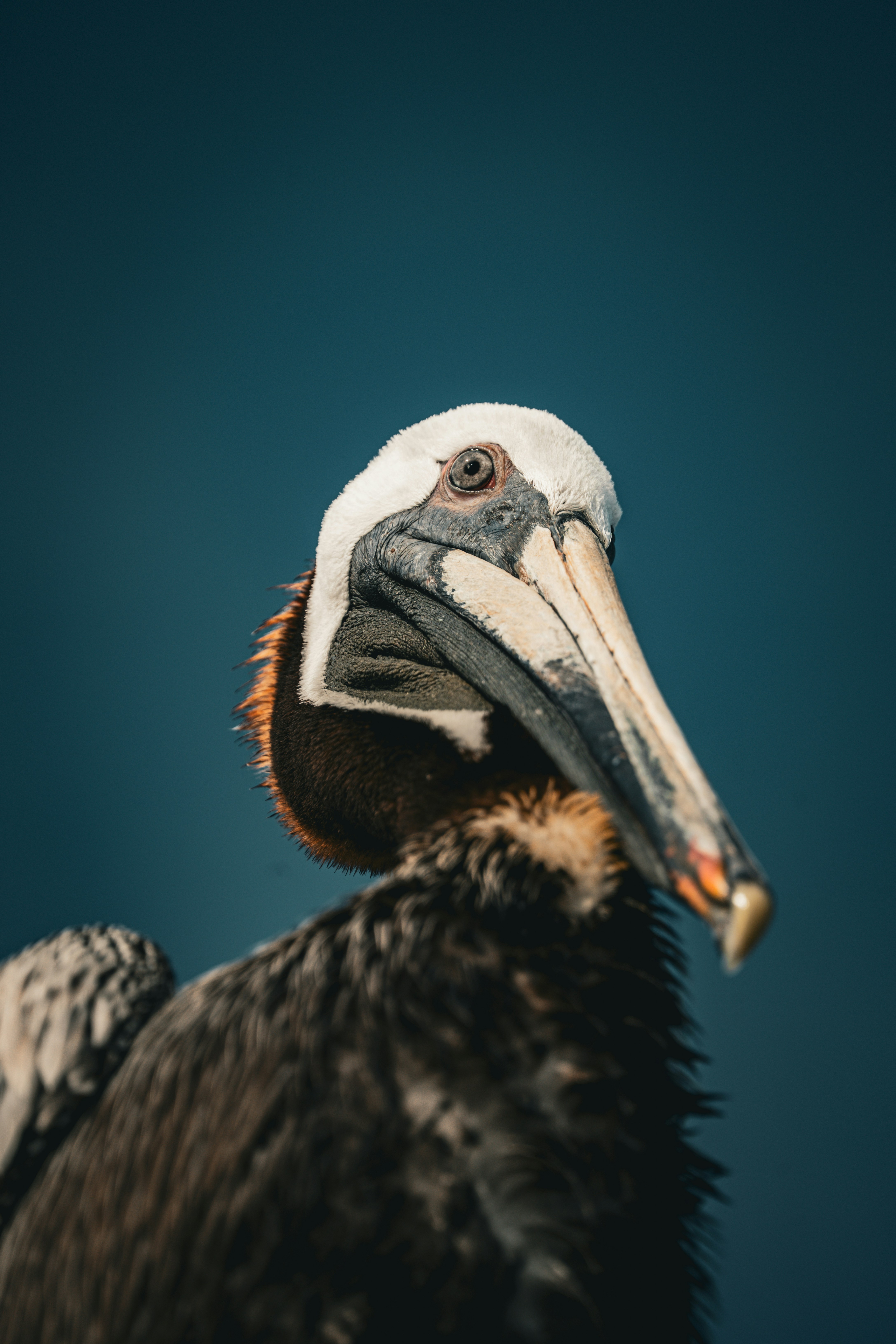 A close-up of a brown pelican against a blue background.