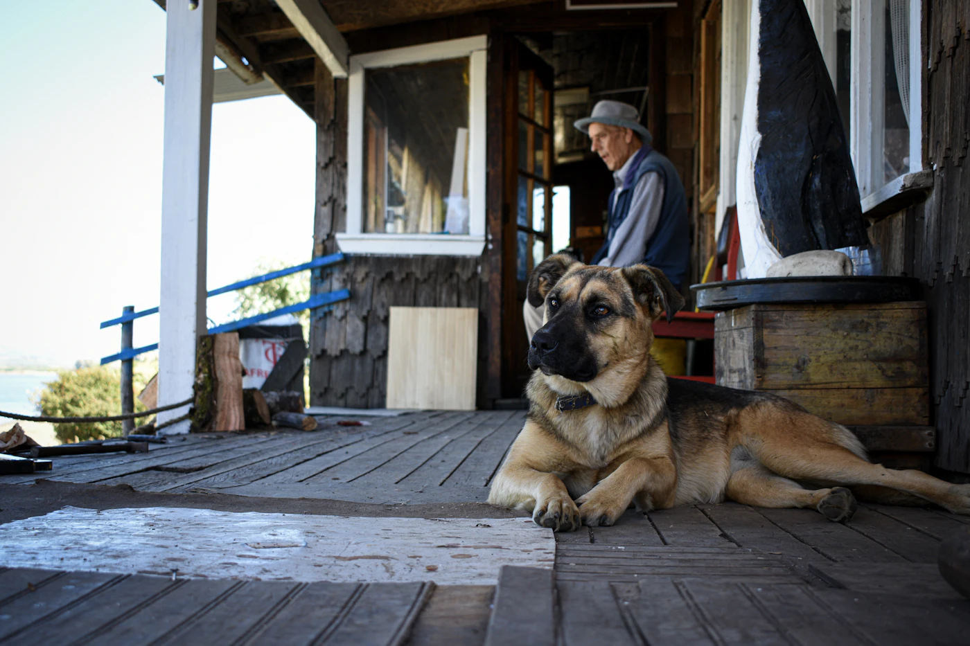 A tan and black German shepherd lying calmly on a weathered wooden porch as an older man stands in the doorway behind
