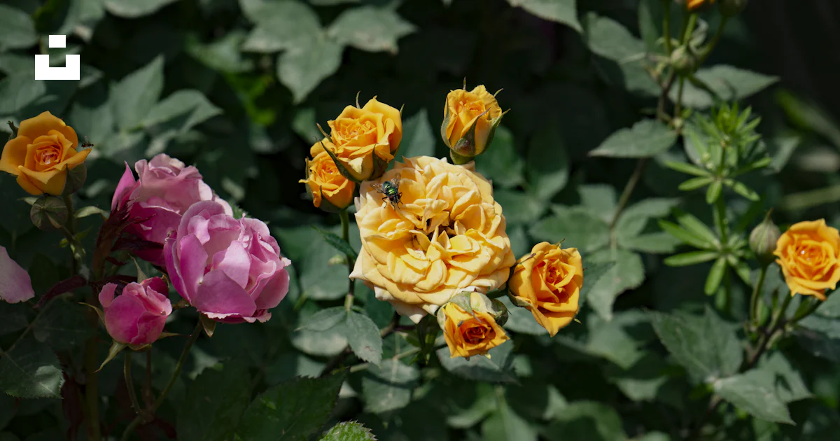Orange Roses On Riverside Pink and orange roses bloom amidst green leaves - Free Photo on Unsplash