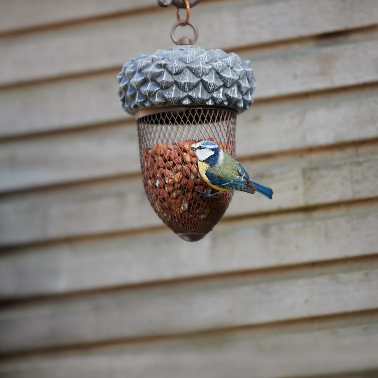A blue tit at an acorn-shaped peanut feeder with a grey cast cap, hung against weathered boards