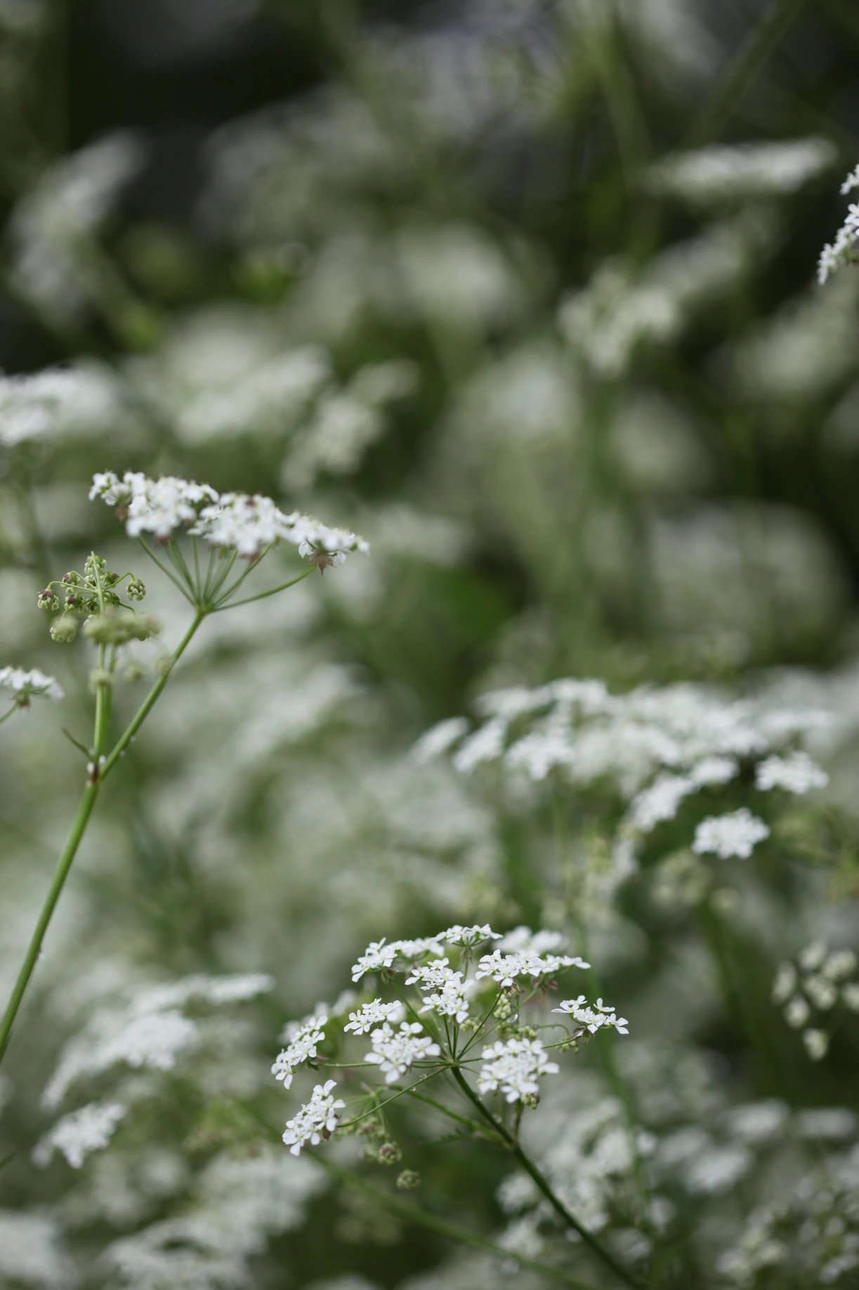 Delicate white wildflowers bloom in soft focus.