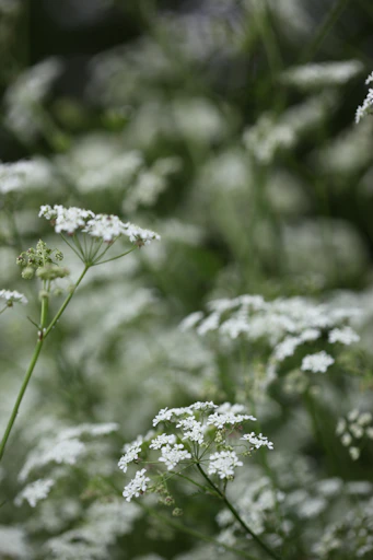 Delicate white wildflowers bloom in soft focus.