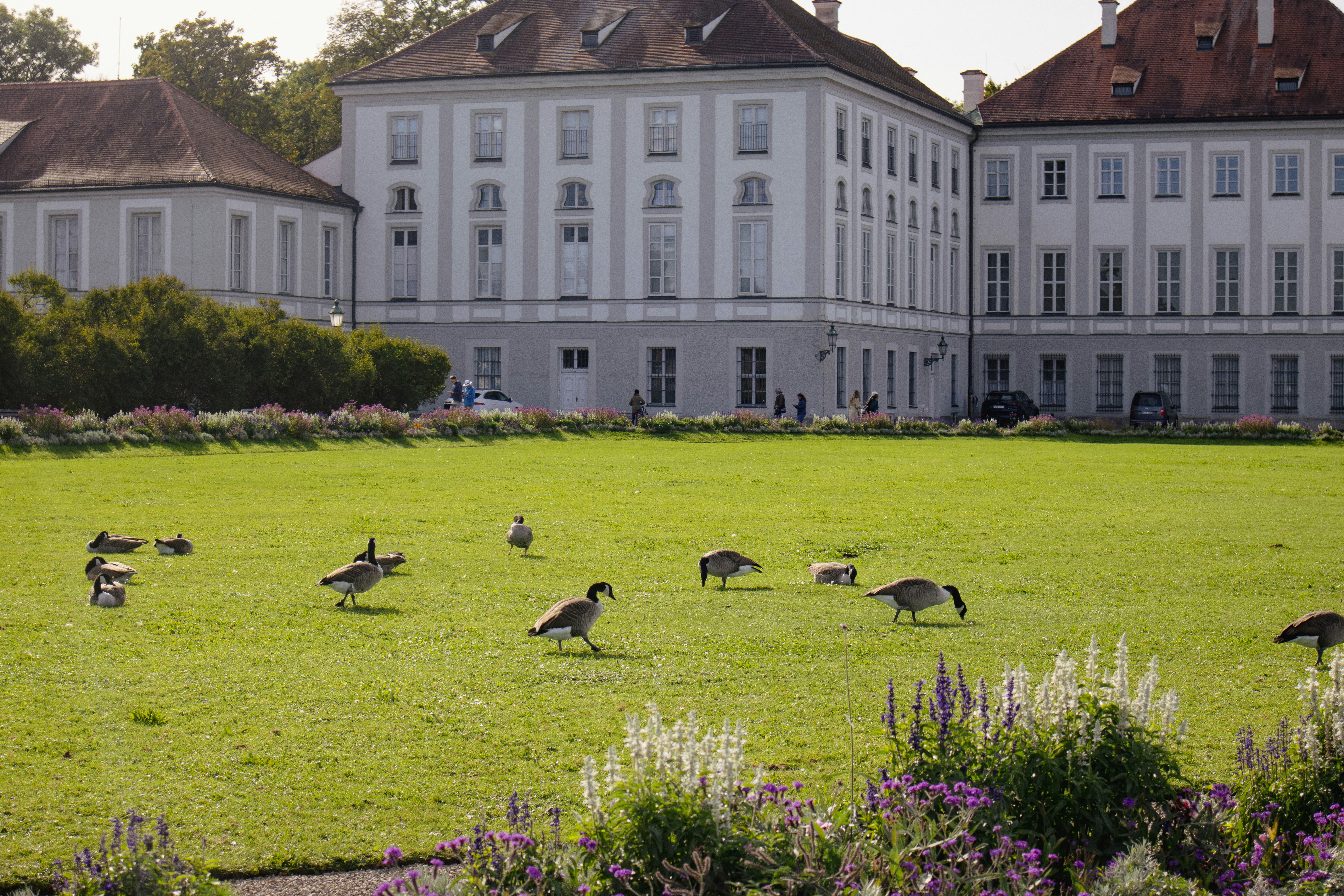 Geese on the lawn before the grand frontage of Nymphenburg, Munich