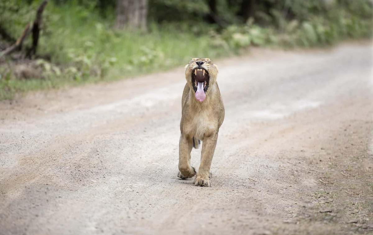 Sasan Gir