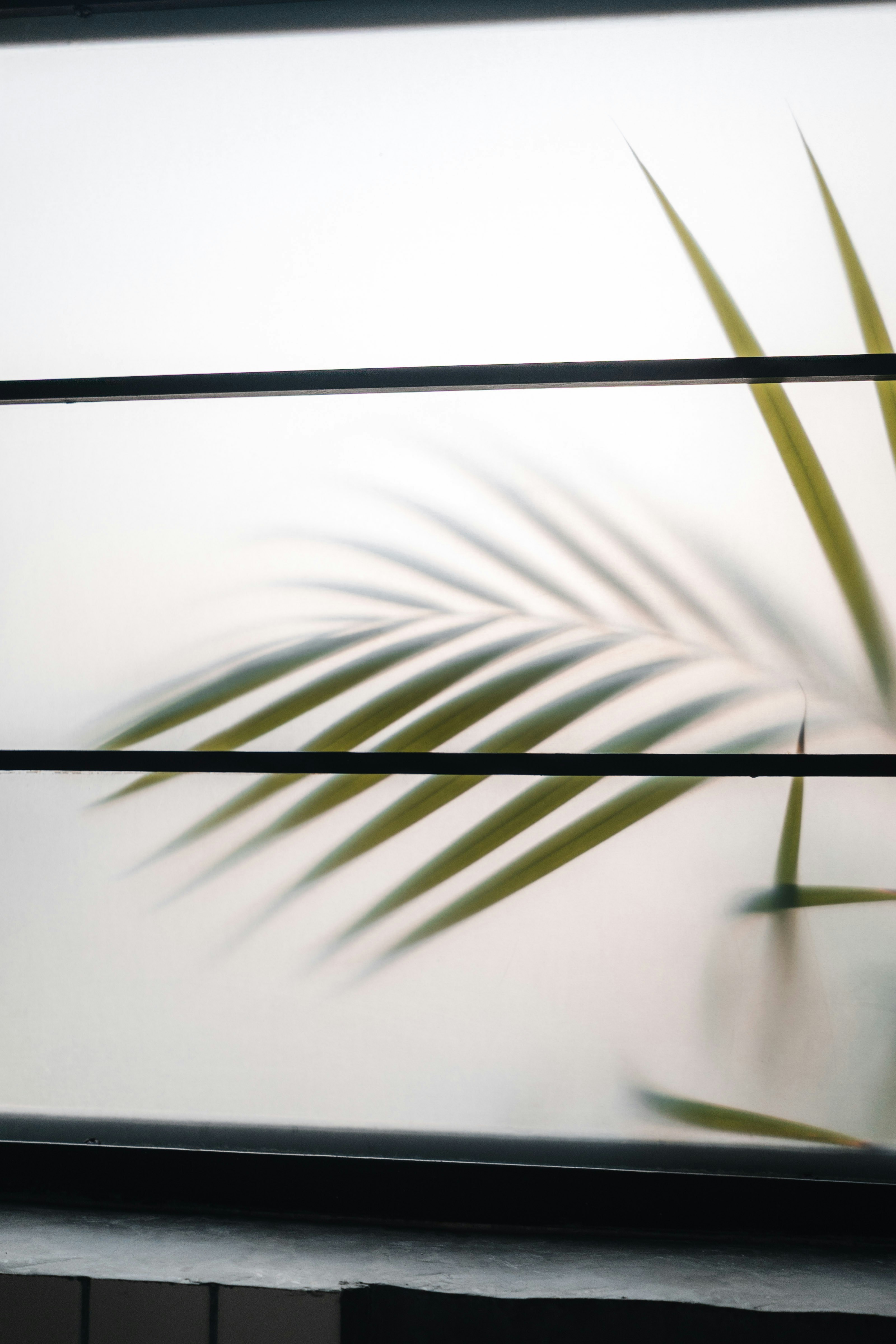 Una foglia di palma verde proietta un'ombra sul vetro smeriffato.