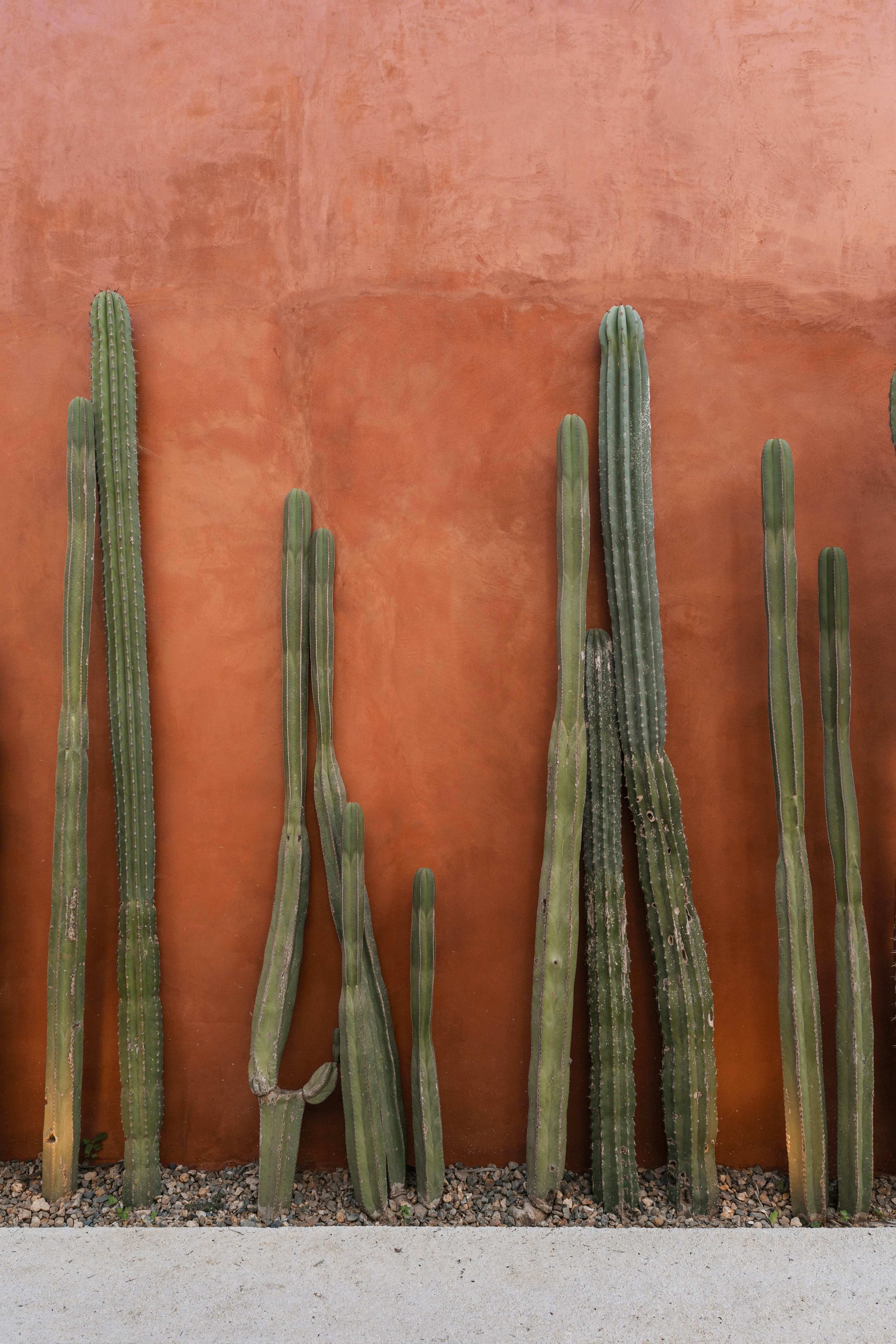 Tall cacti stand against an orange textured wall.