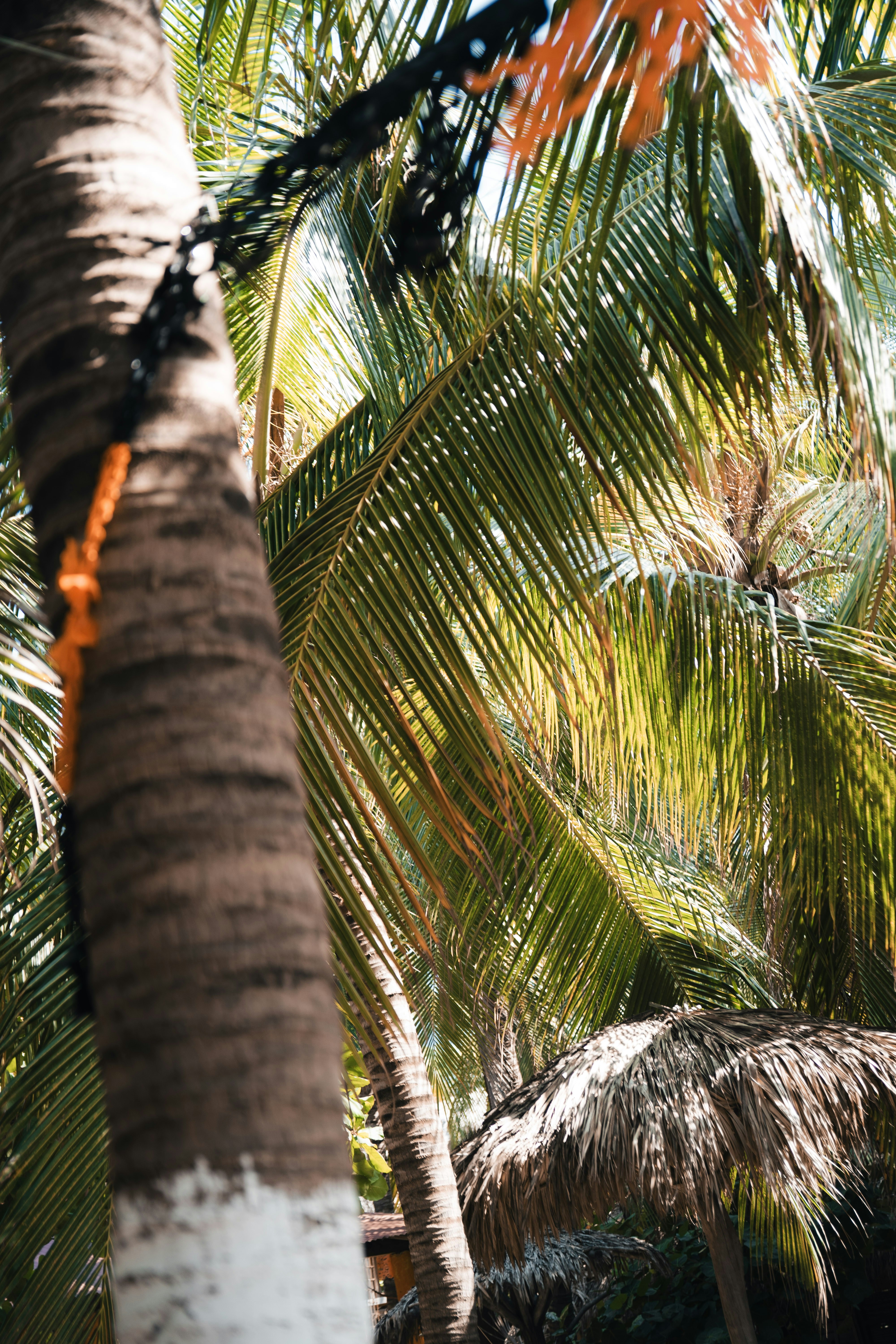 Palm trees with a thatched roof hut visible