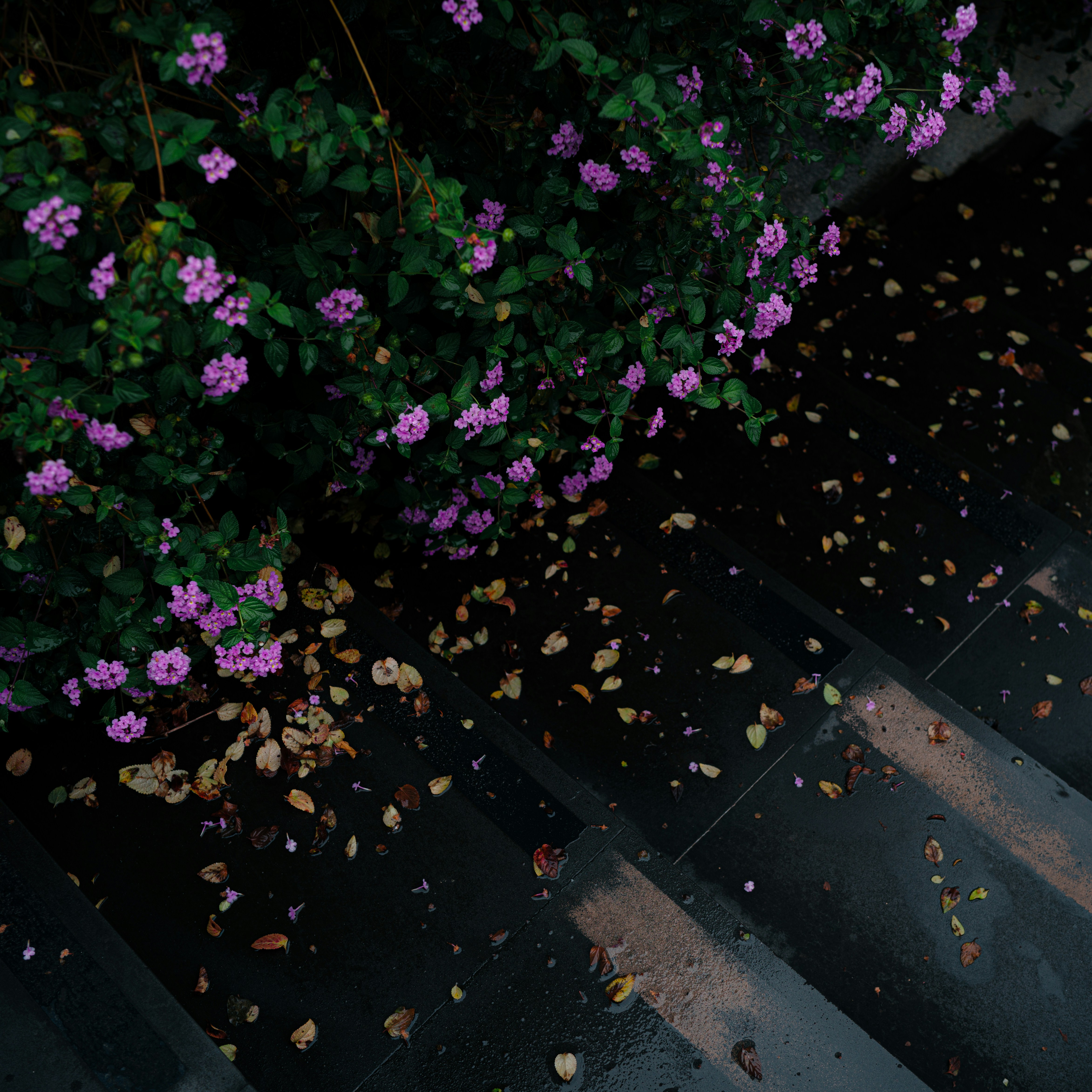 Flores roxas florescem acima de uma escada escura e coberta de folhas.