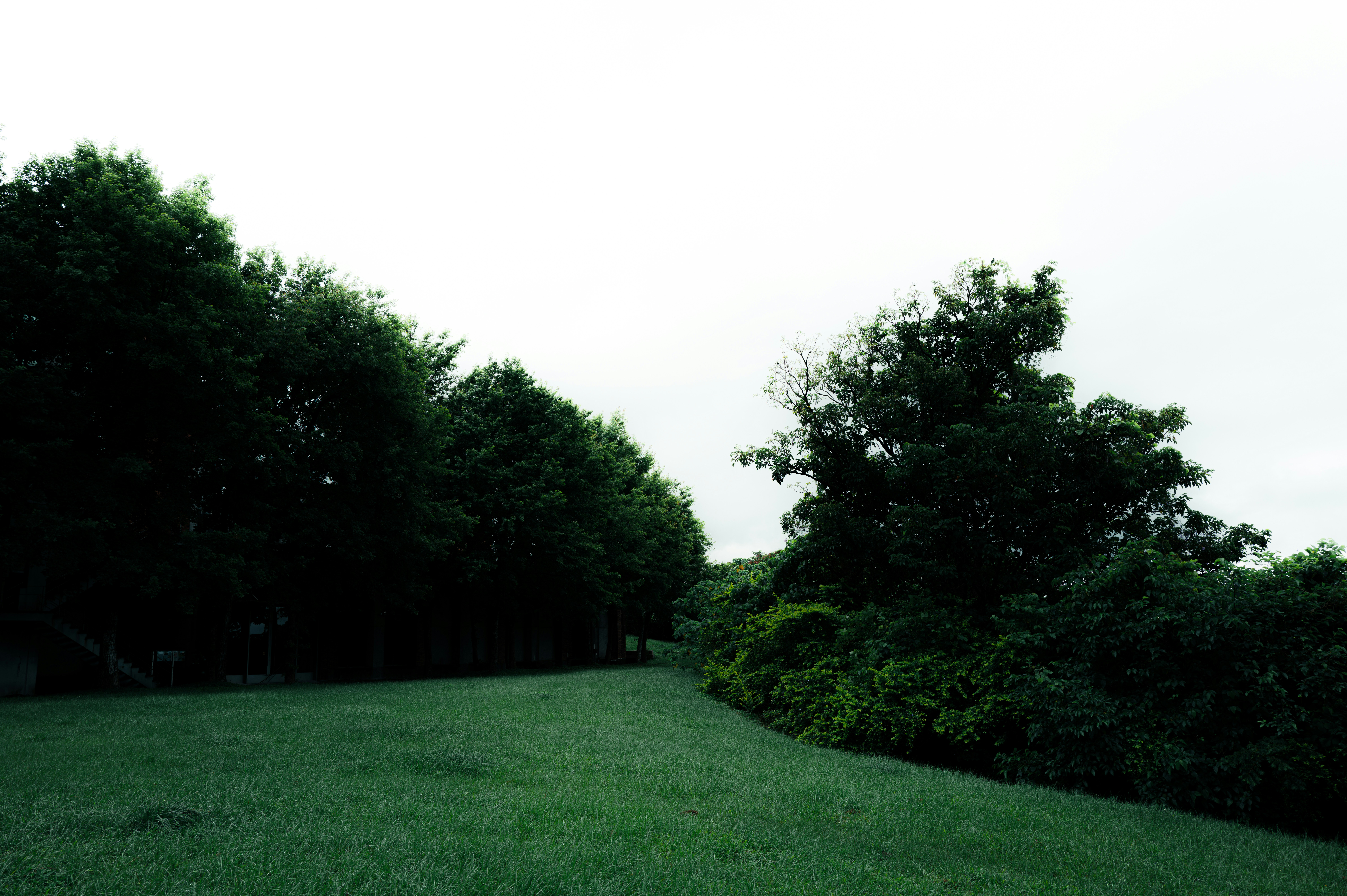 Grama verde e exuberante leva a uma floresta densa.