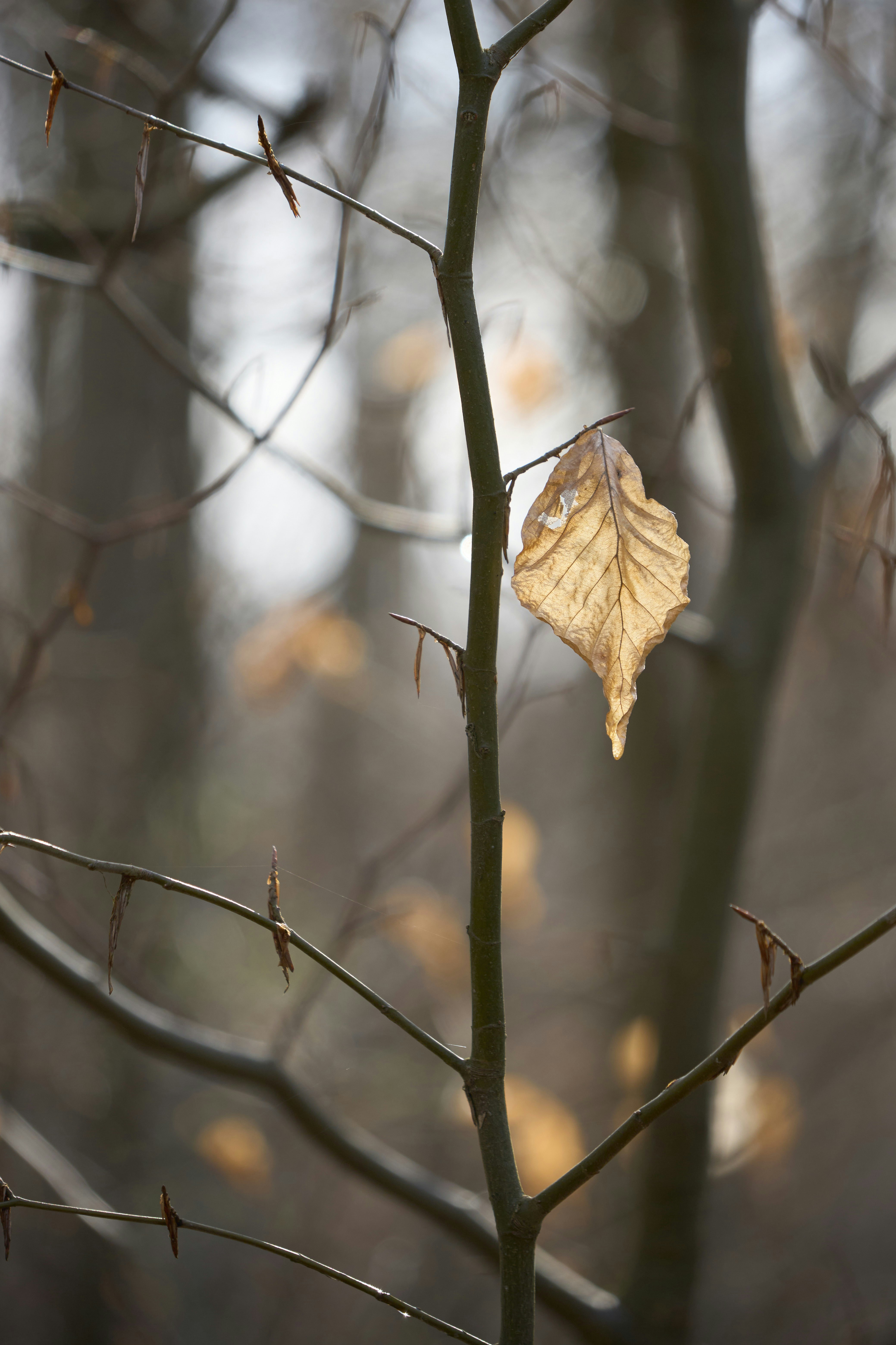 Photo by wolfgang_hasselmann