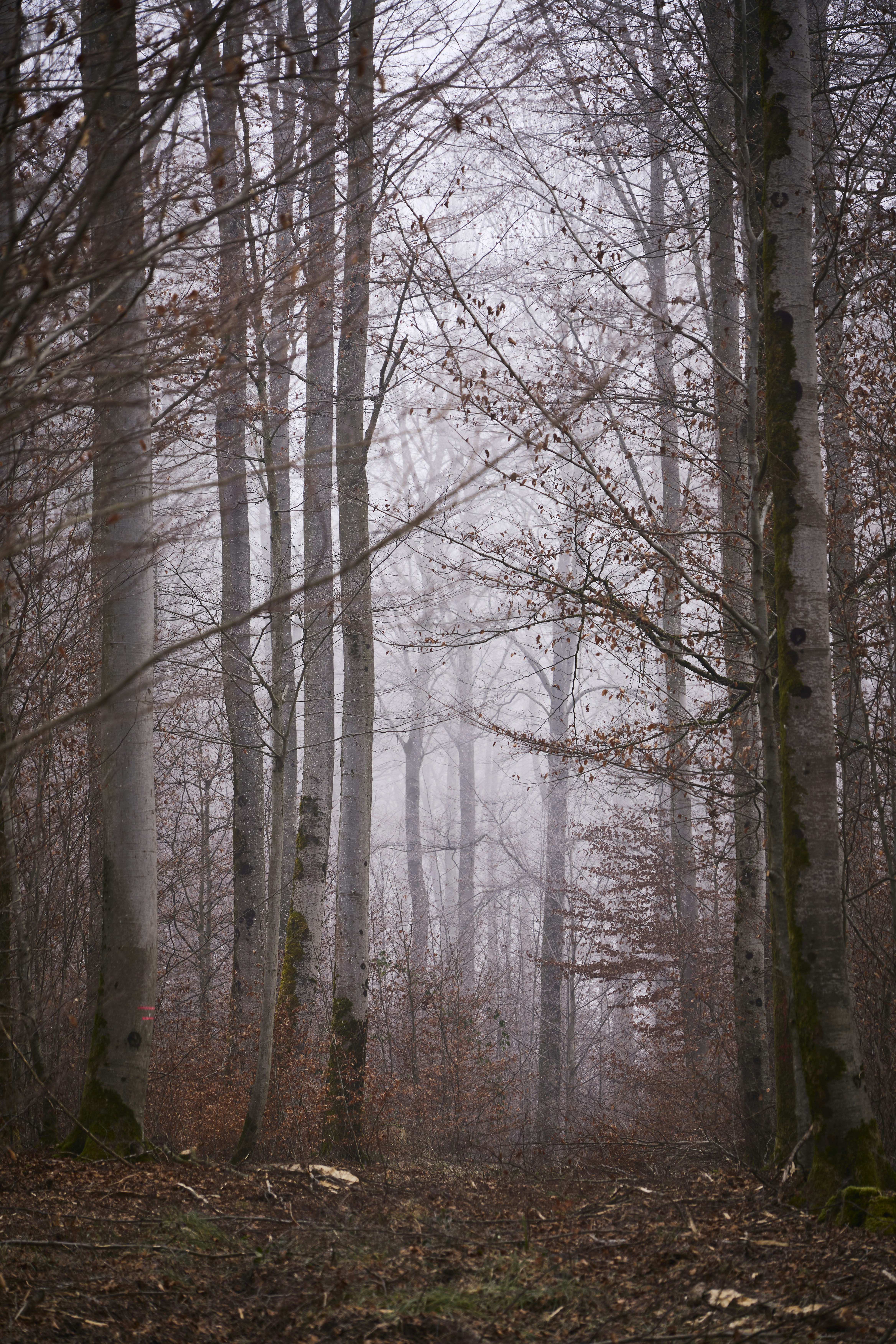 Photo by wolfgang_hasselmann