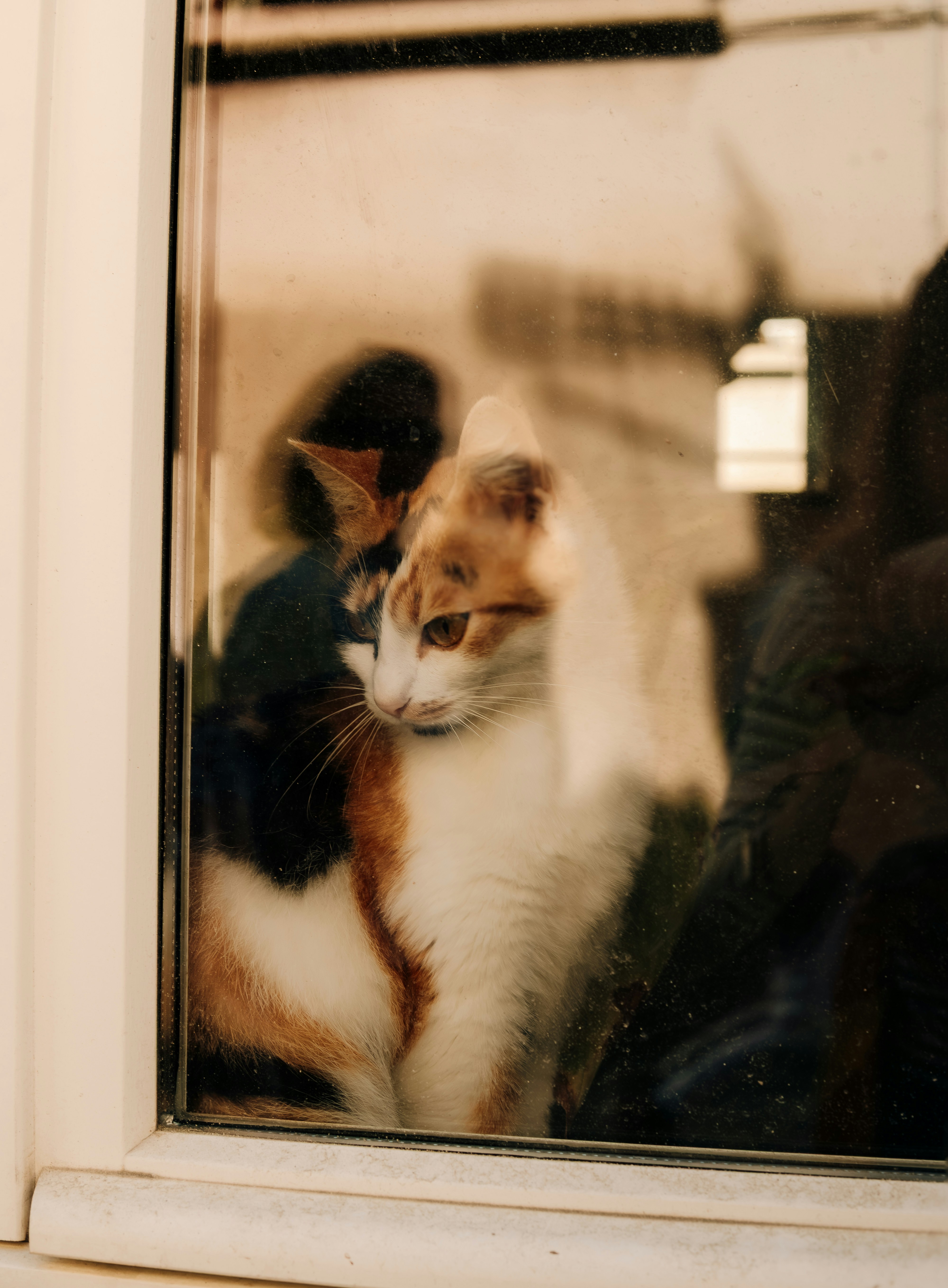 三毛猫が窓の外を見ている