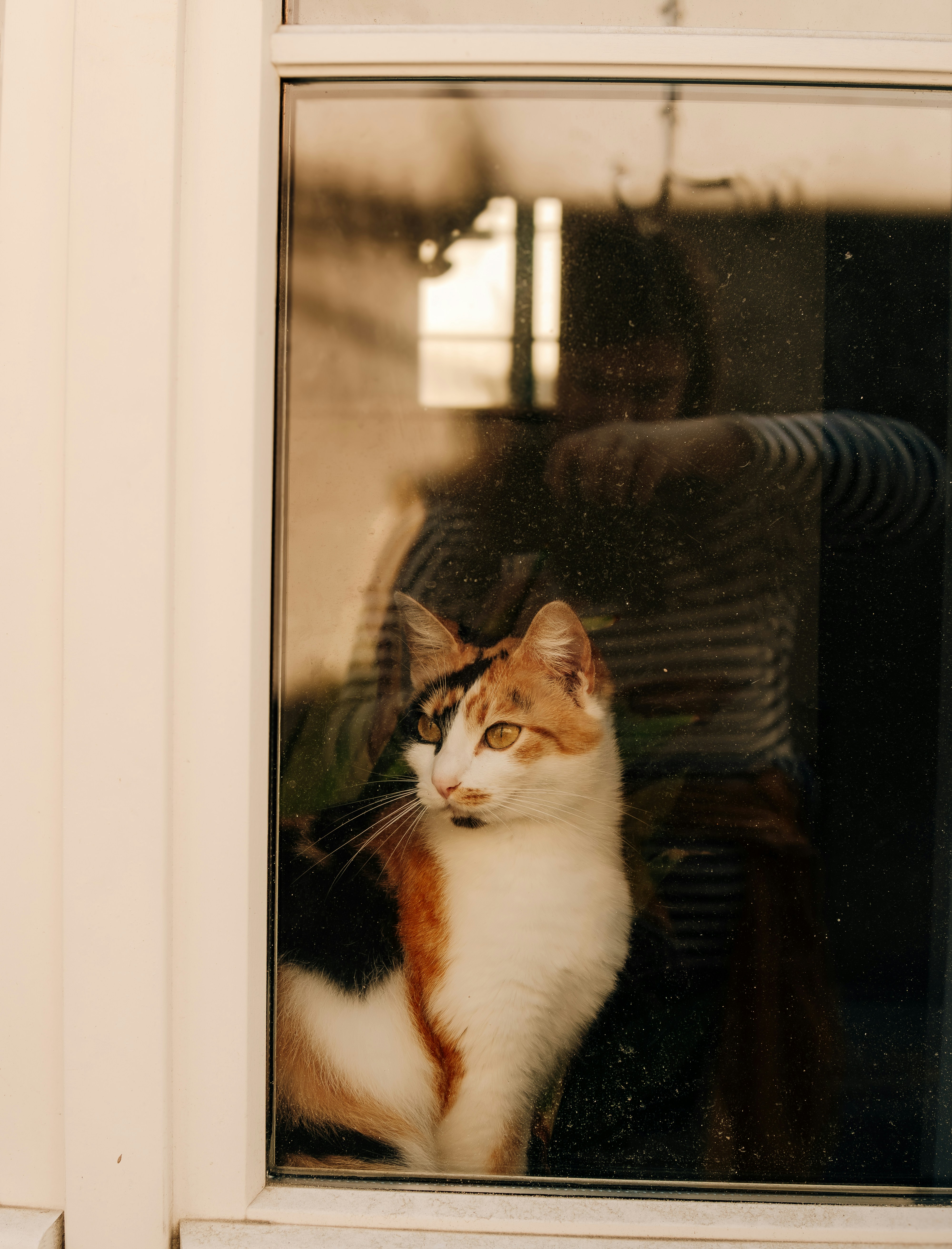 三毛猫が窓辺に座っています