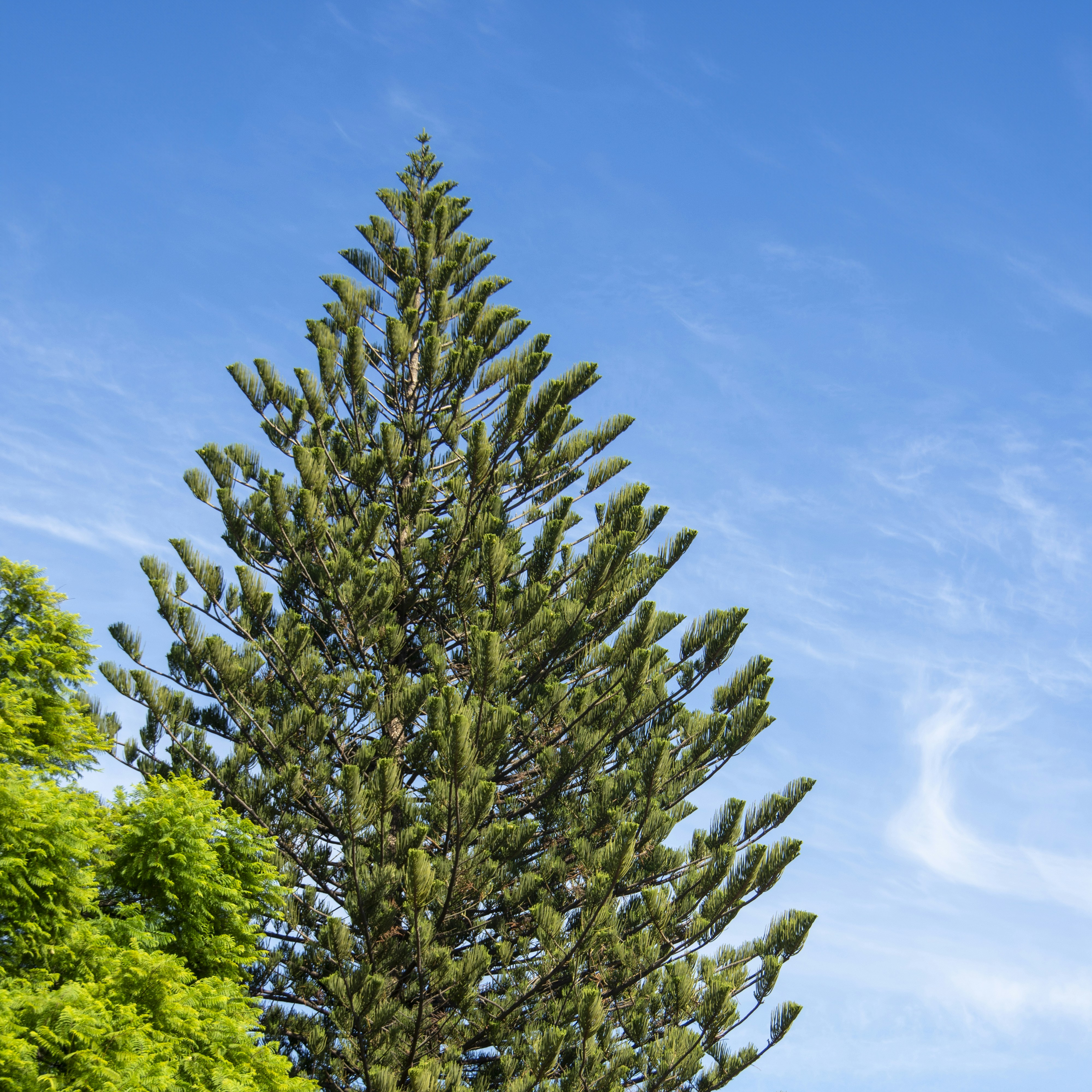 Un grand pin contre un ciel bleu vif