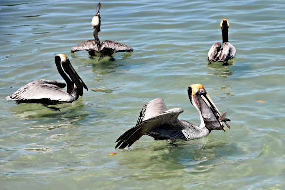Four pelicans swimming in clear shallow water