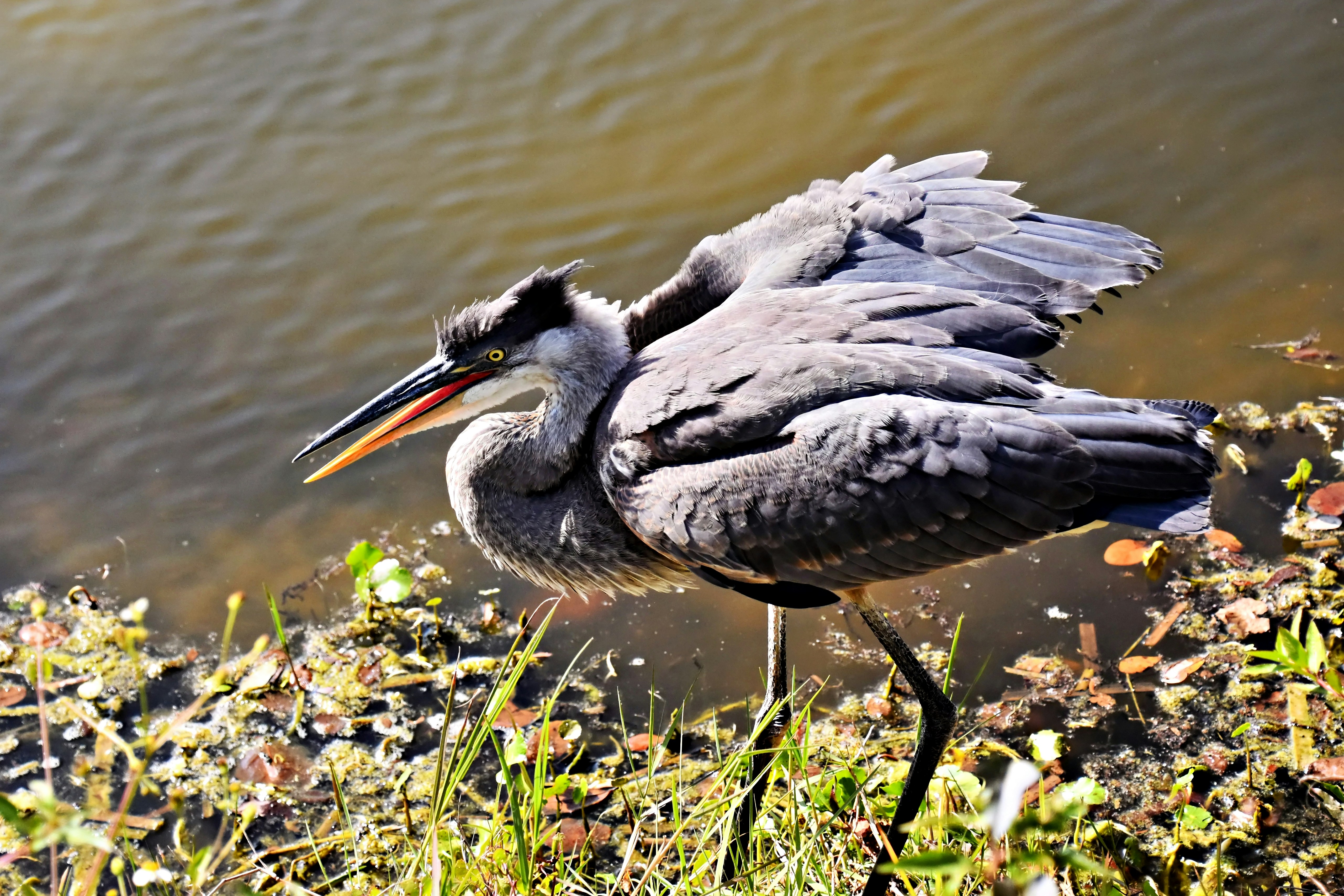 Hire Local Guide Shoebill Stork Tracking Complete Guide 2026