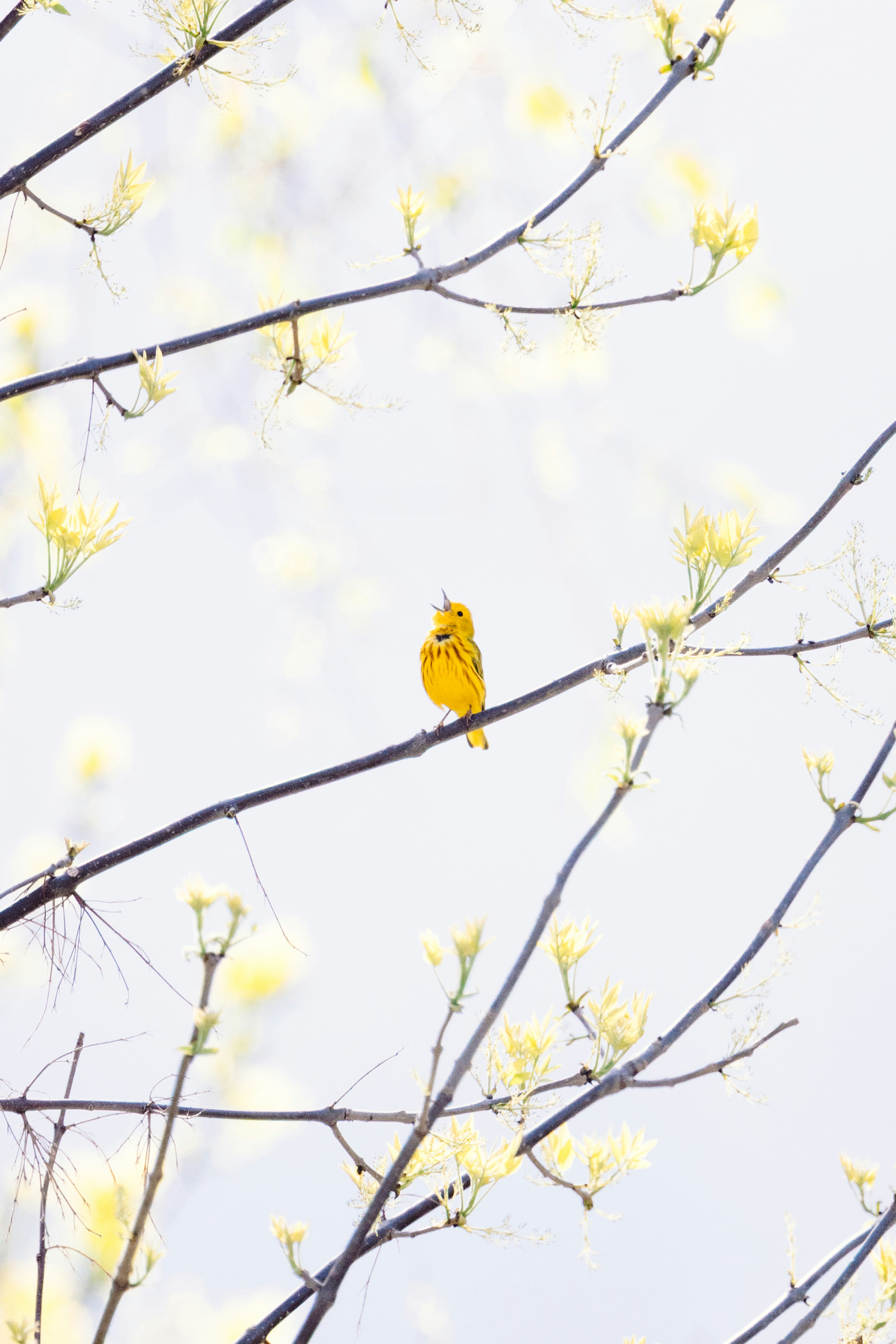 A small yellow bird perched on a tree branch
