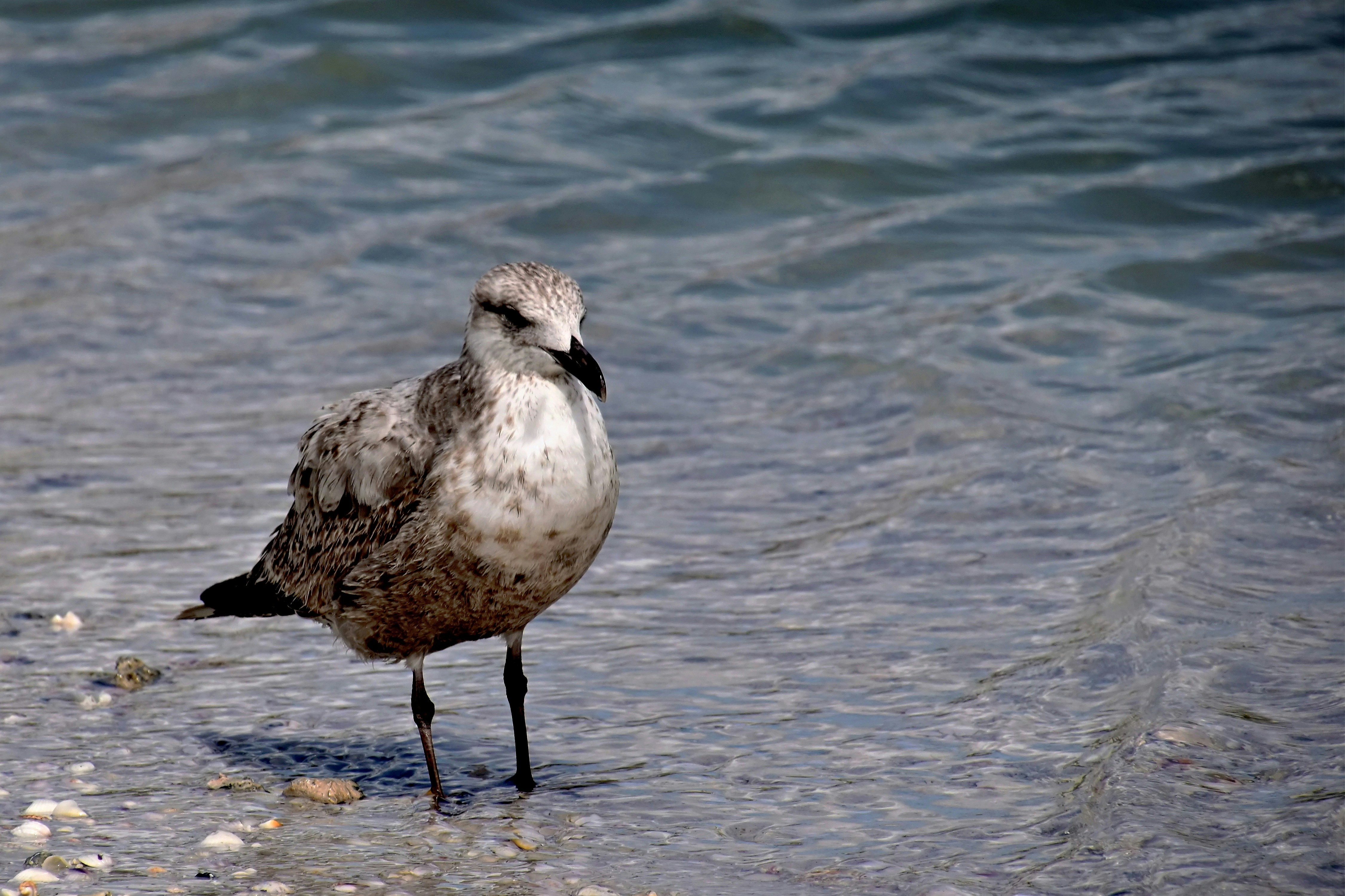 A seagull stands on a sandy shore near the water.